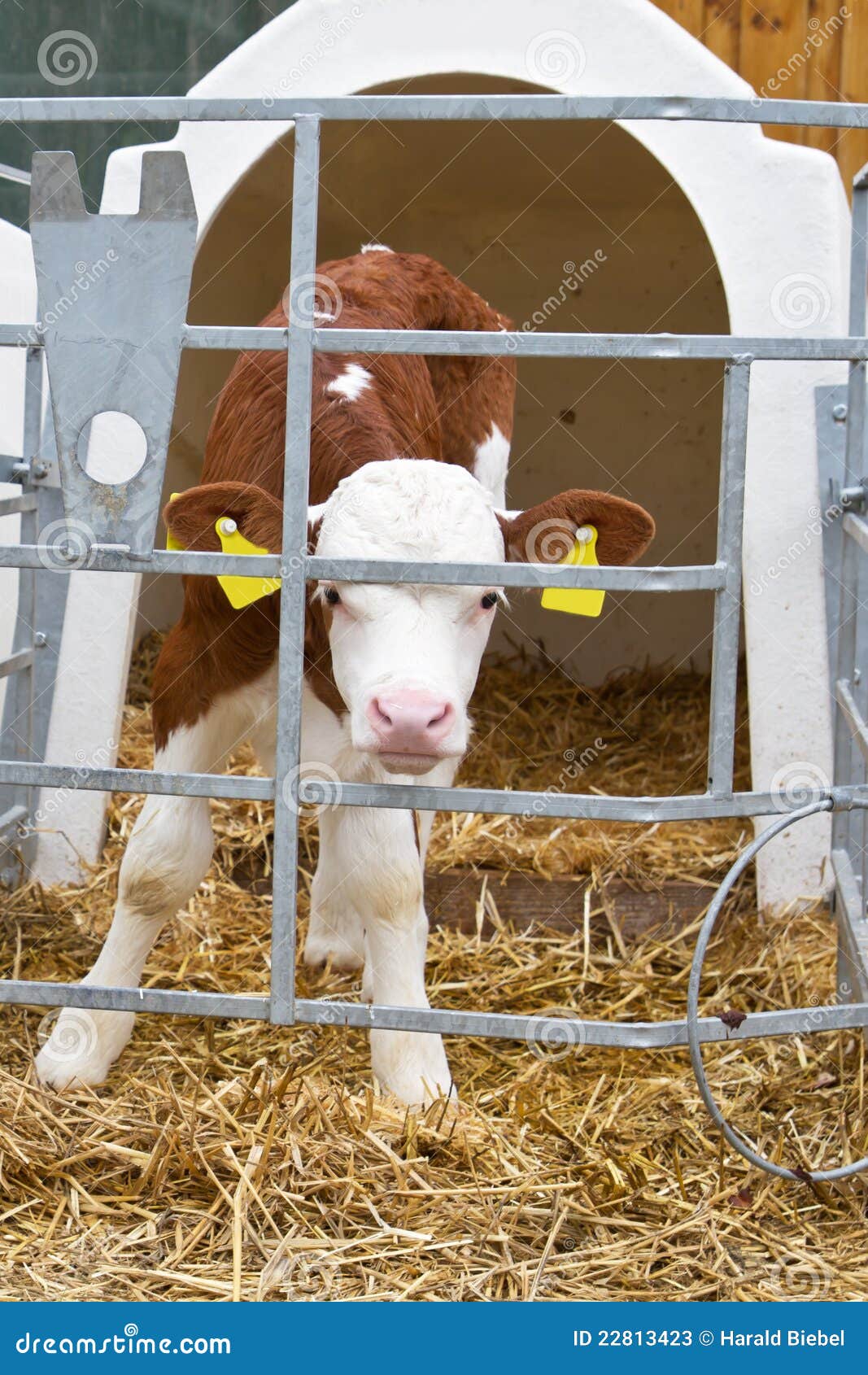 Baby Cow Calf In A Cage Stock Photos Image 22813423