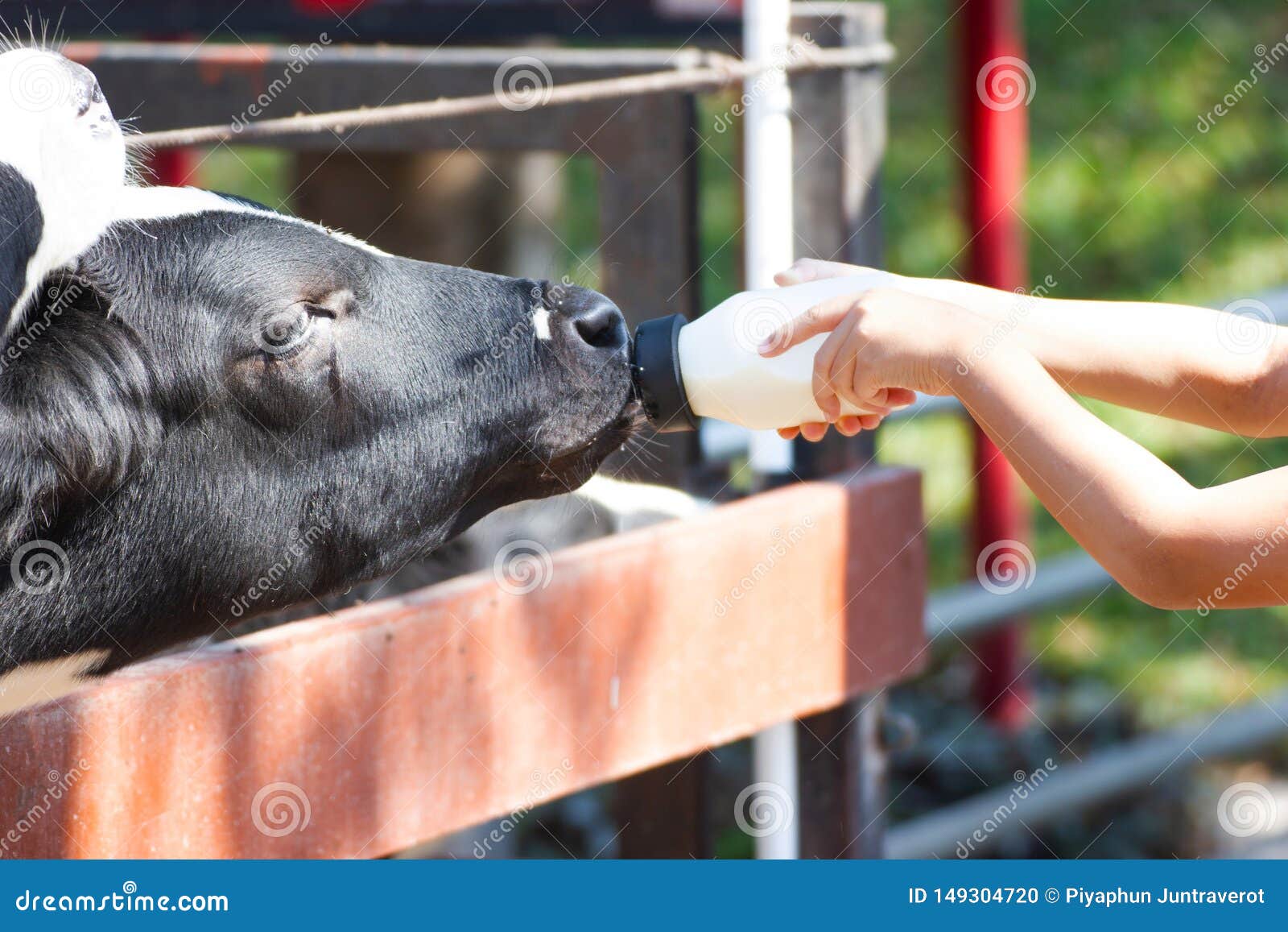 Baby Cow Feeding On Milk Bottle By Hand Boy Stock Photo ...