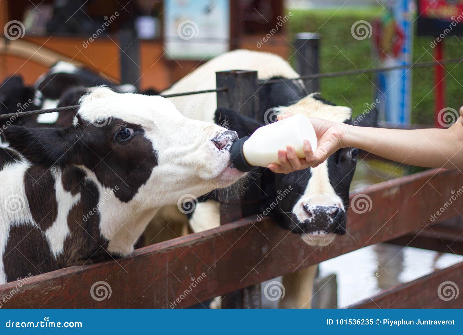 Baby Cow Feeding On Milk Bottle Stock Image - Image of ...