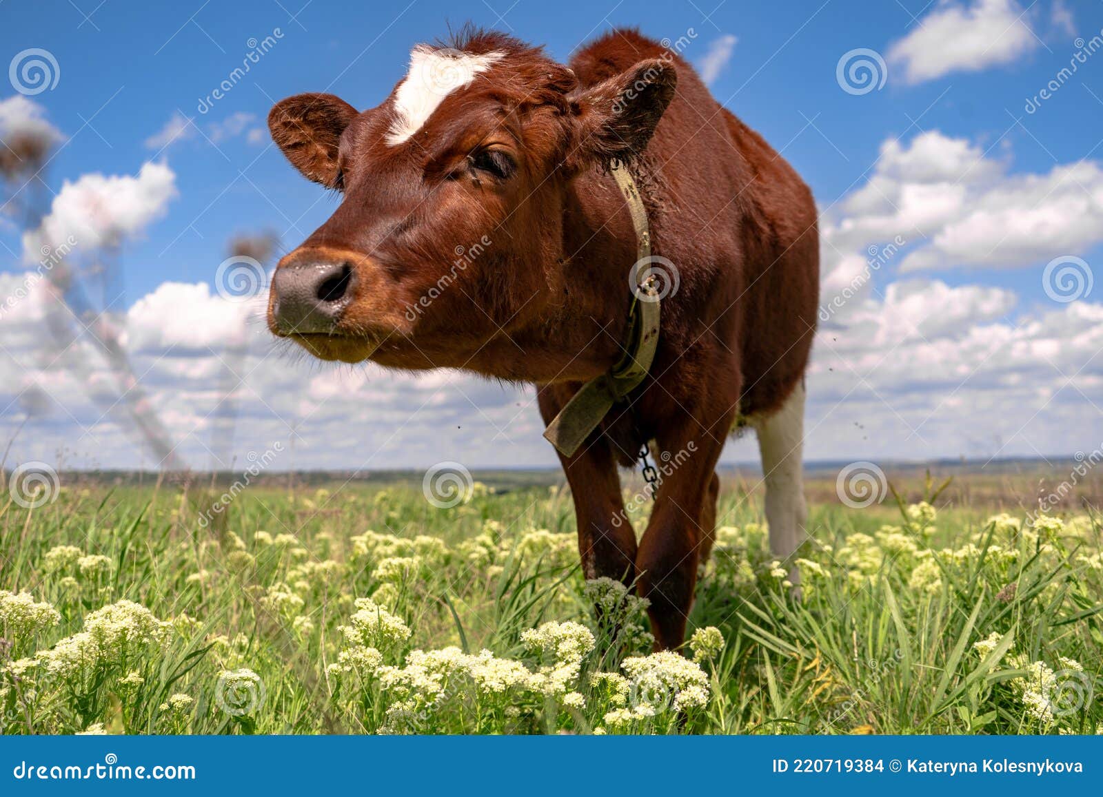 baby cow grazing on a field with green grass and blue sky, little brown calf looking at the camera, cattle on a country side,