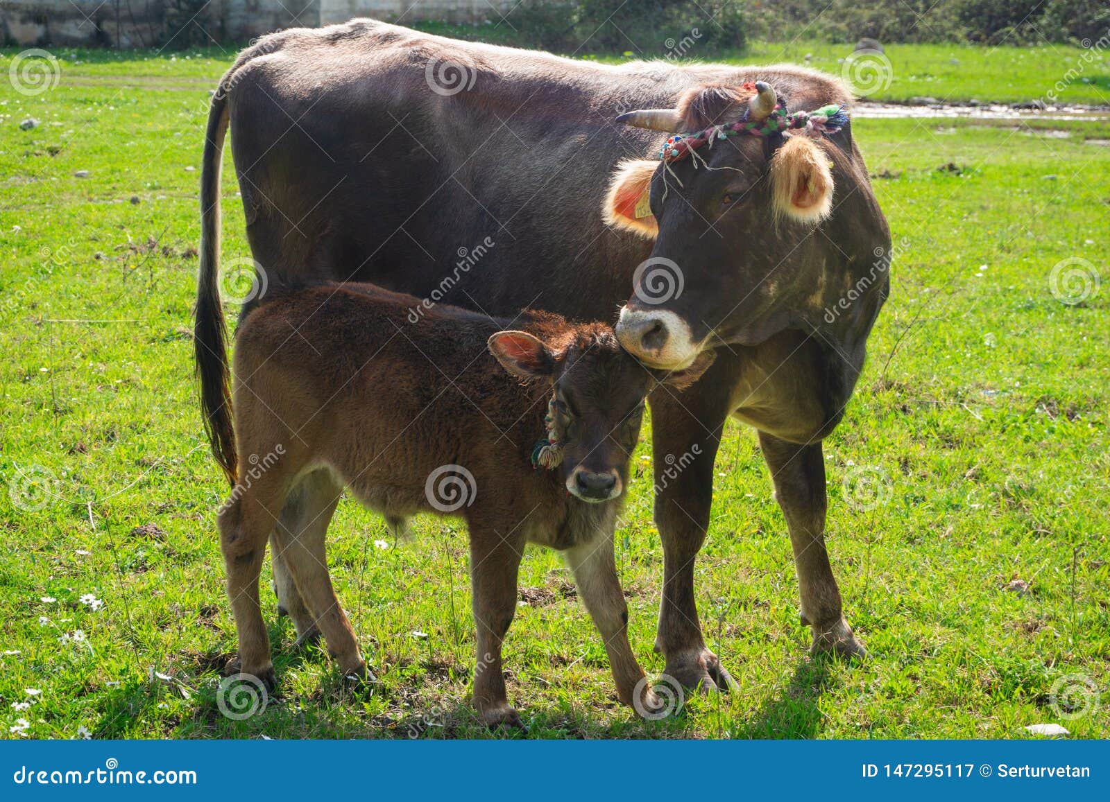 baby cow and mother cow looking to camera. marmaris turkey. praire background. ornate brown cows. sunlights