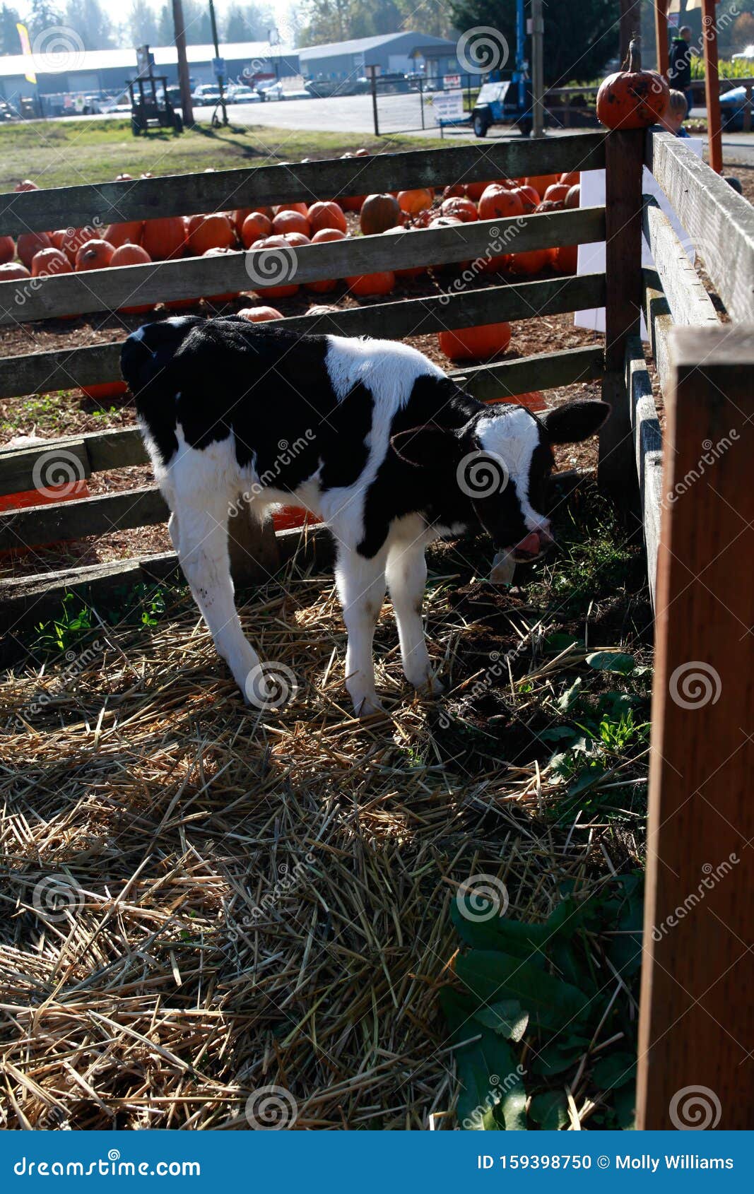 Baby cow in pumpkin patch. A black and white baby cow grazing inside a fence at a pumpkin