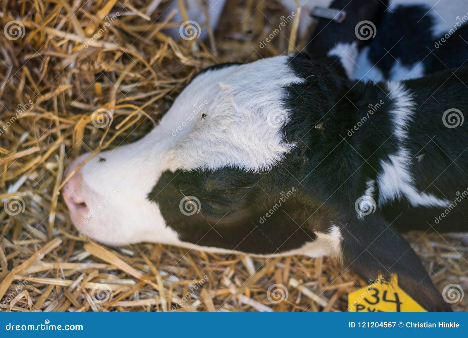 Baby Cows at a Dairy Farm in Central Pennsylvania Editorial Photography