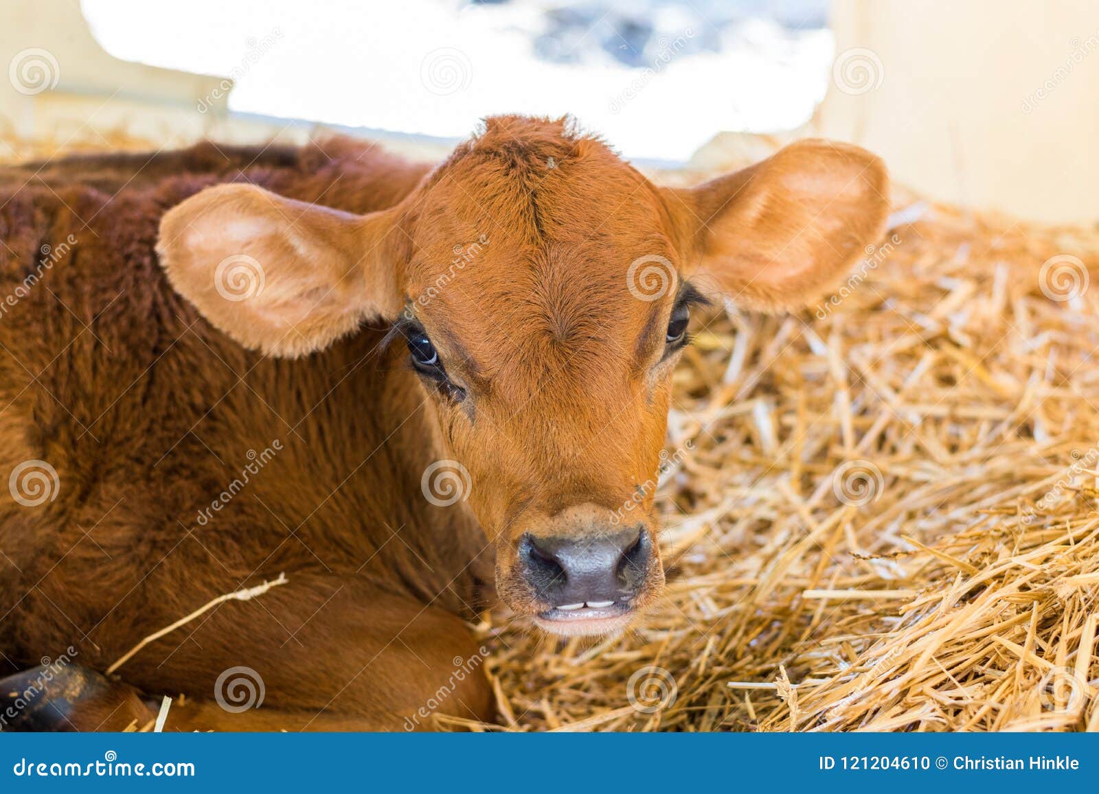 Baby Cows at a Dairy Farm in Central Pennsylvania Stock Photo - Image ...