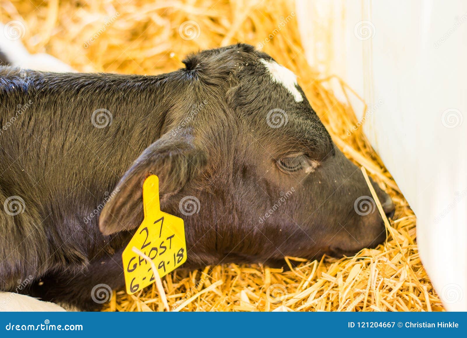 Baby Cows at a Dairy Farm in Central Pennsylvania Editorial Photography