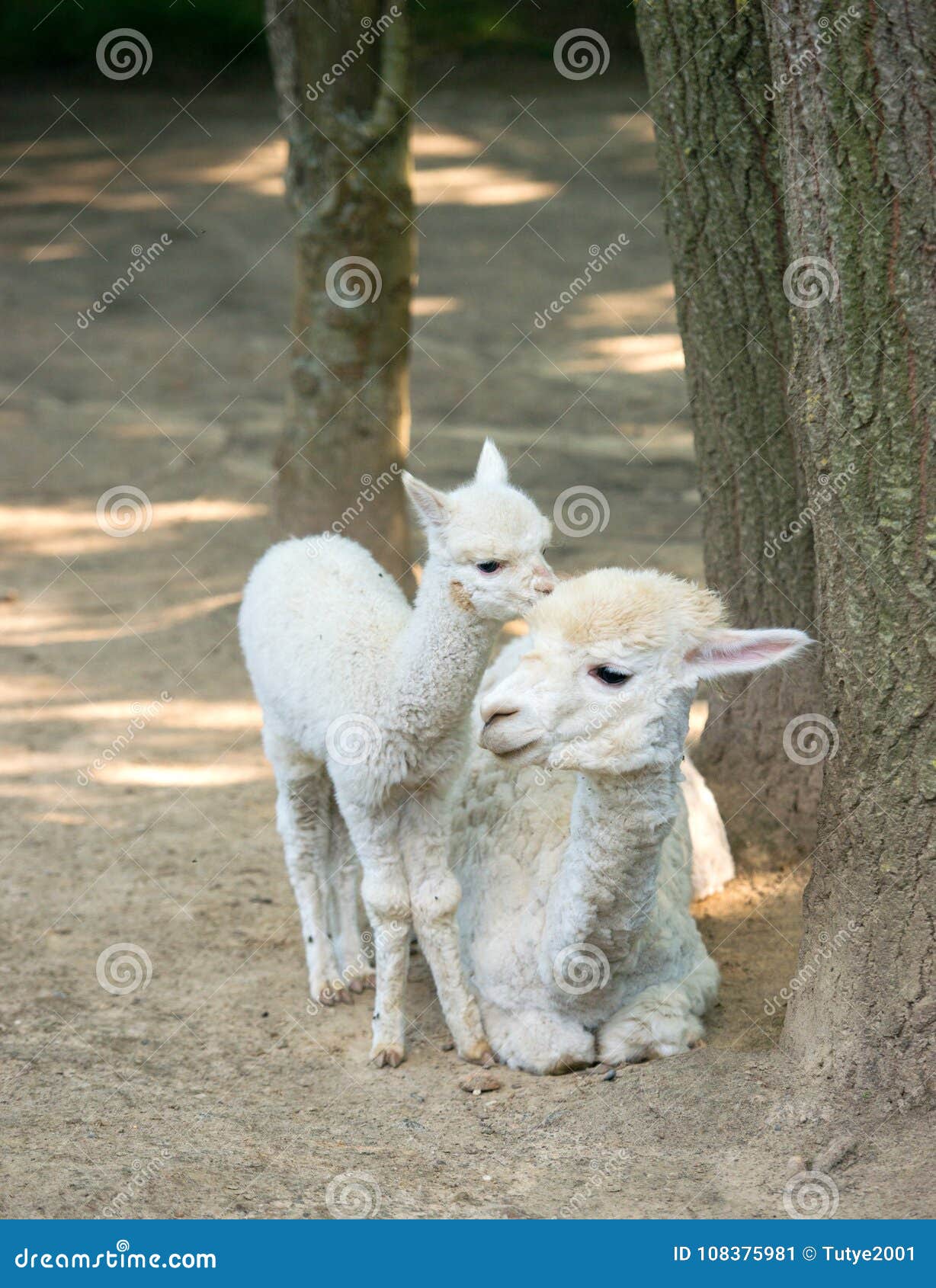 baby cria alpaca with its mother standing beside