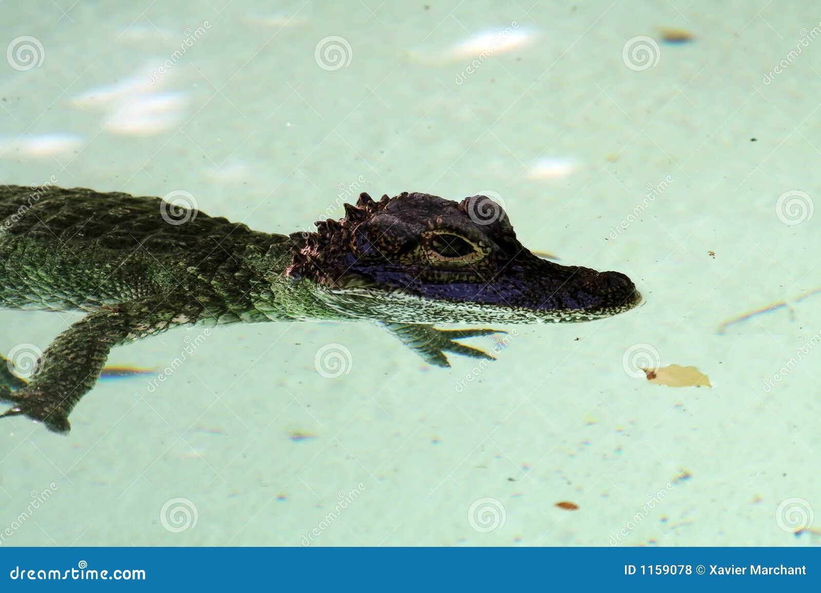 Baby crocodile stock photo. Image of ferocious, alligator 1159078