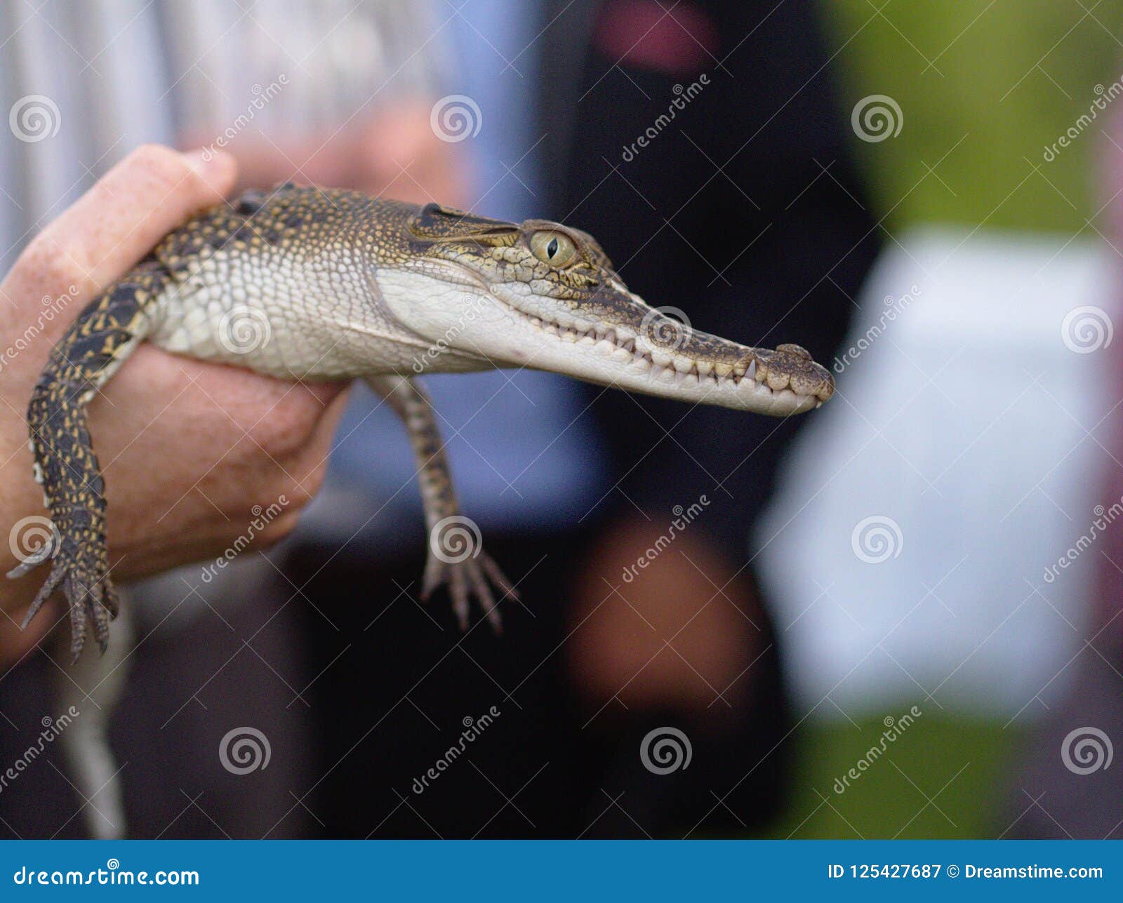 Baby crocodile stock image. Image of teeth, marine, green 125427687