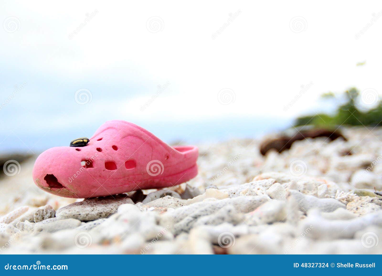 Baby Crocs on the Beach stock photo. Image of crocks - 48327324