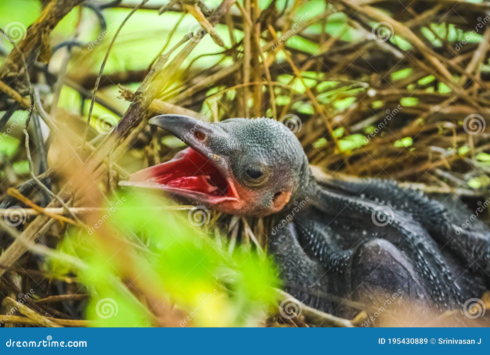 Baby Crow Is Lying In The Nest And Hatching Waiting For Their Mother