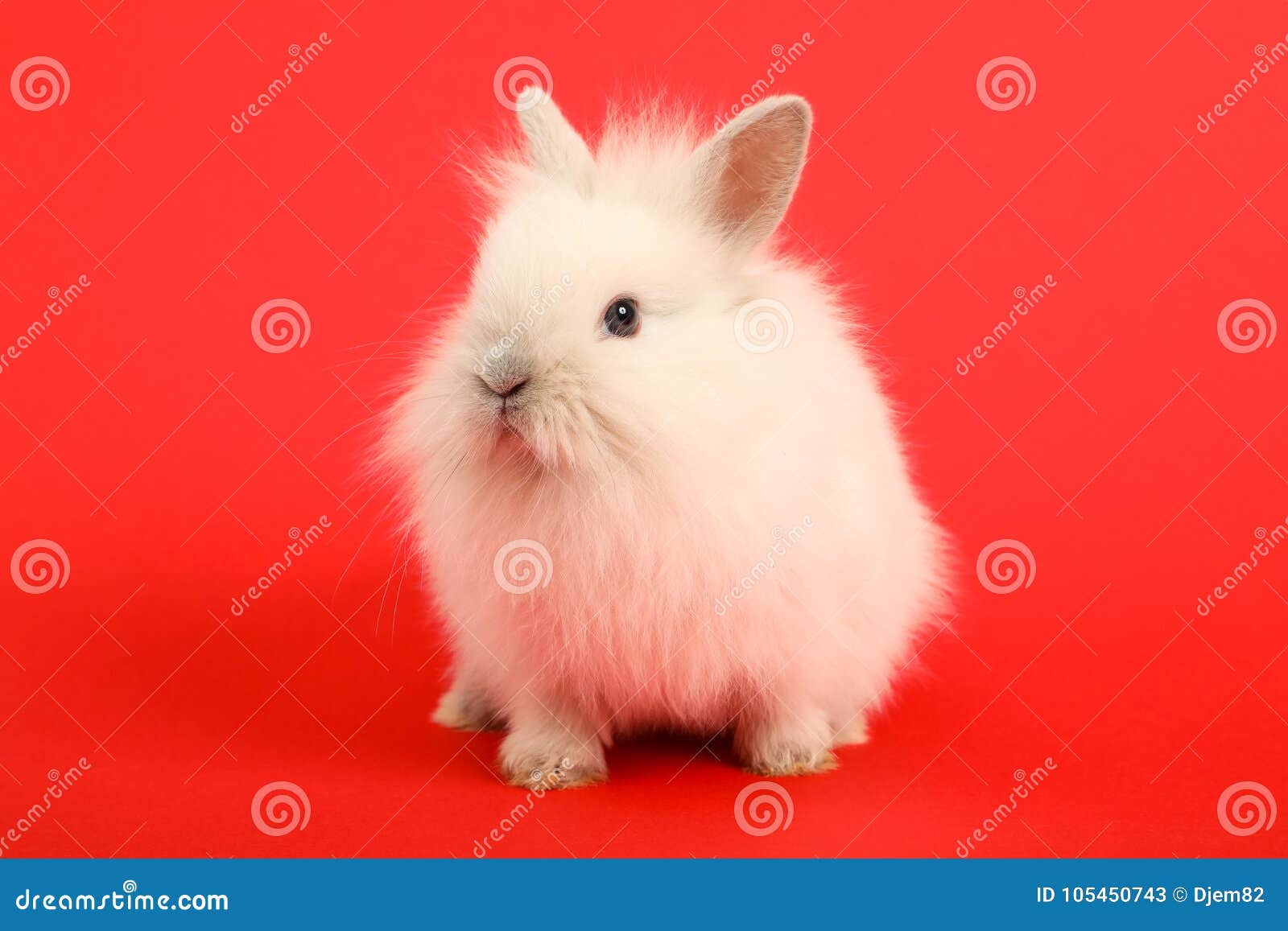 Rabbit on the Color Background Stock Image Image of sweet, view