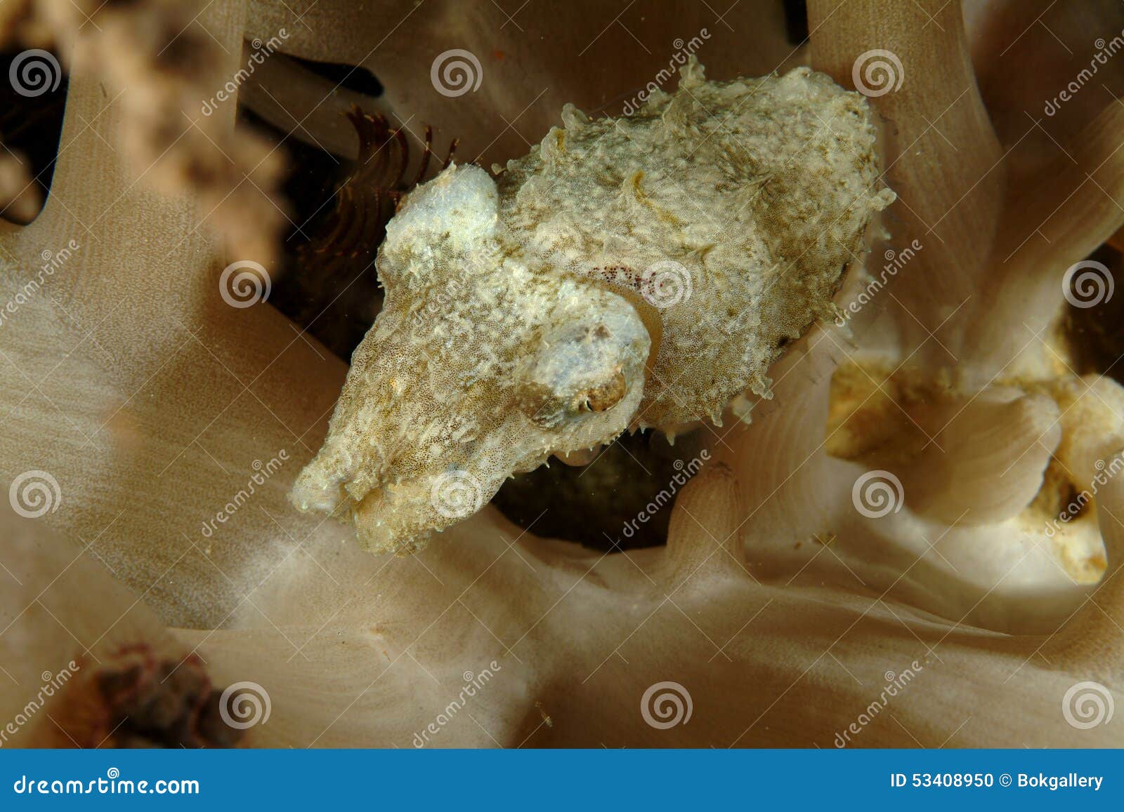 baby cuttlefish, perhentian island, terengganu