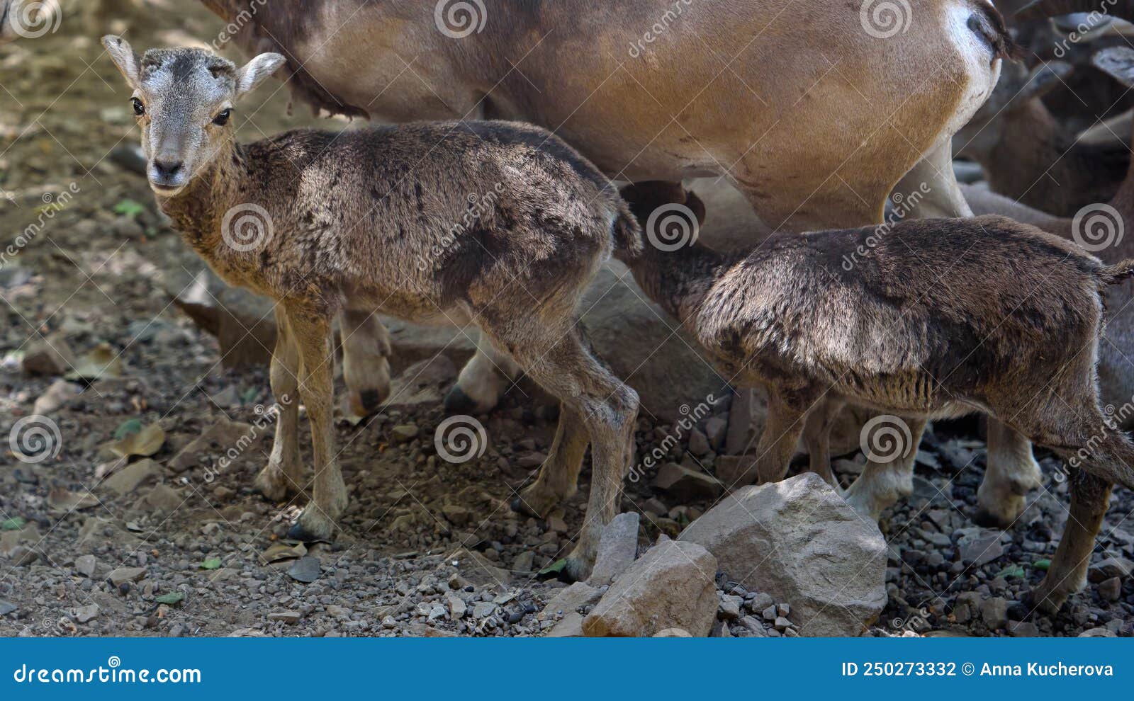 baby cyprus mouflon close up