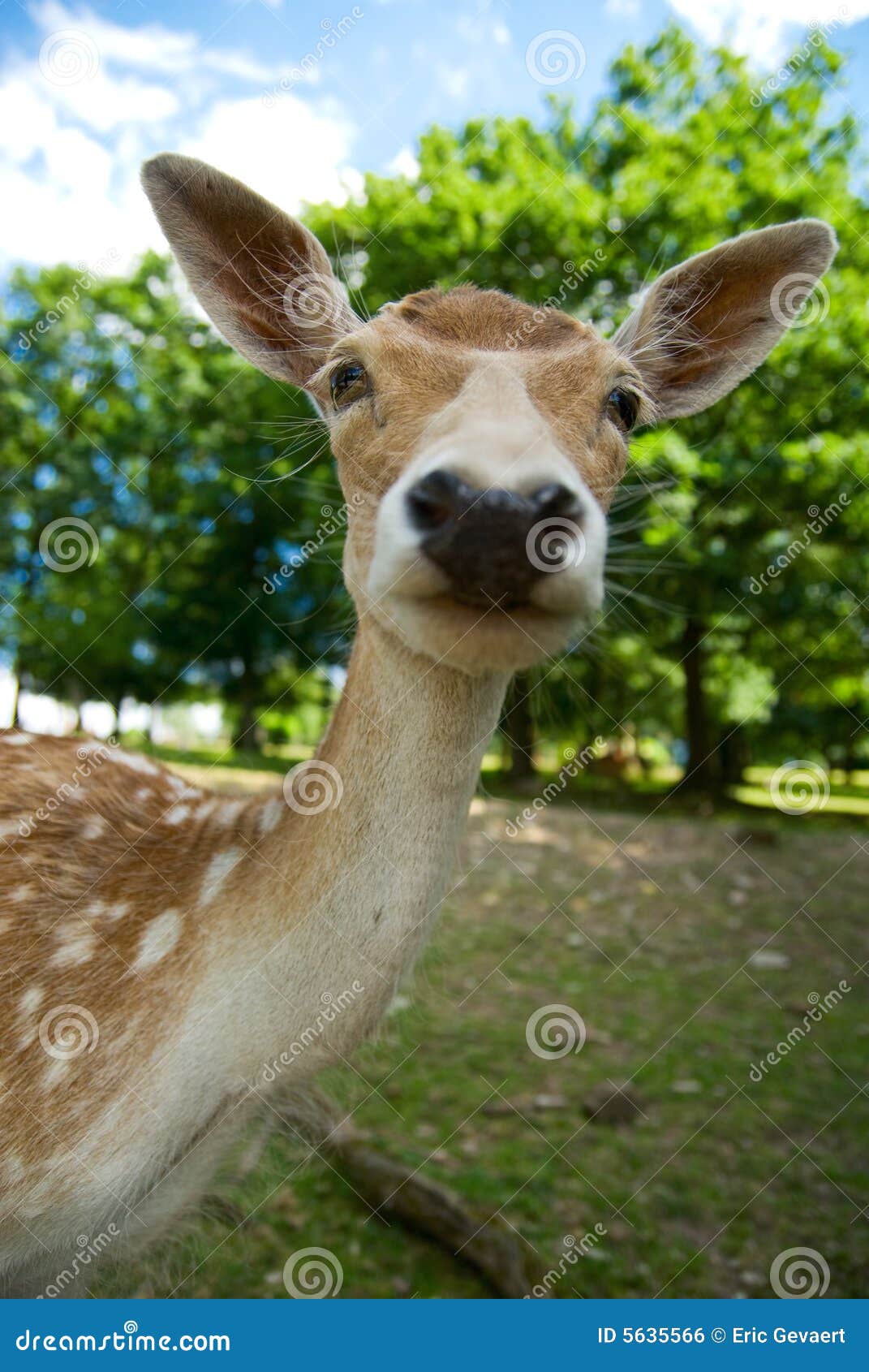 Baby deer stock photo. Image of growing, grass, brown 5635566