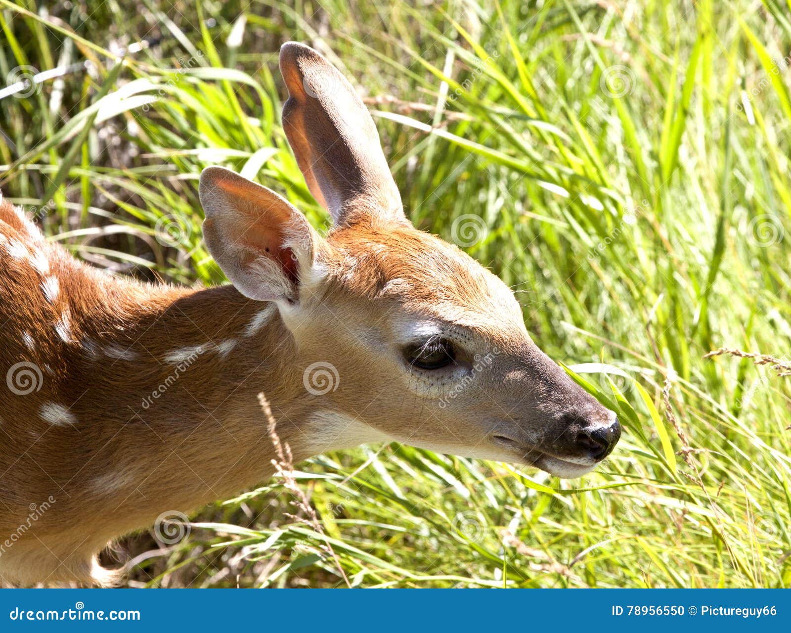 Download Baby Deer Doe Stock Photo Image Of Wildlife Cute Baby 78956550