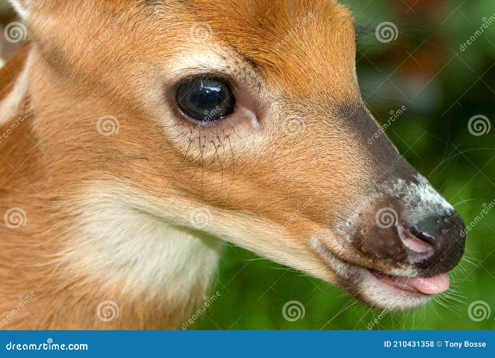 baby deer, faun face detail closeup