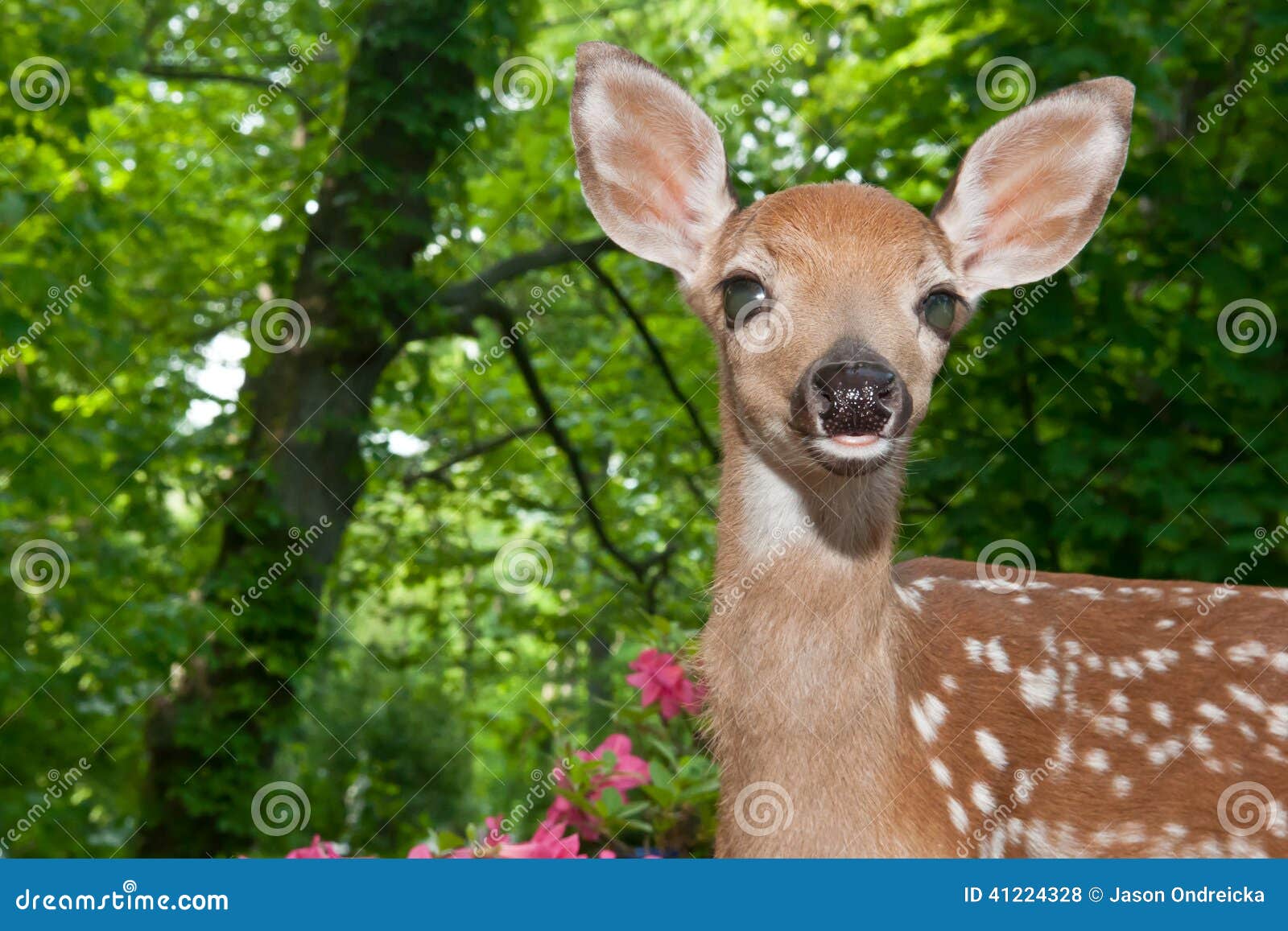 Baby Deer stock photo. Image of fawn, ears, friendly 41224328
