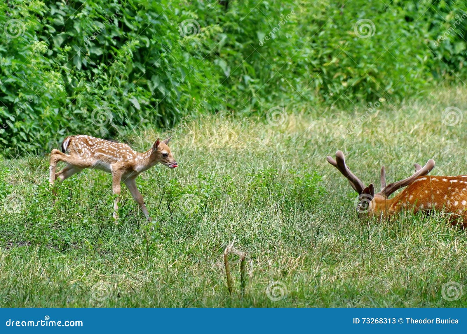 wild animal. family in green grass. baby deer and his father