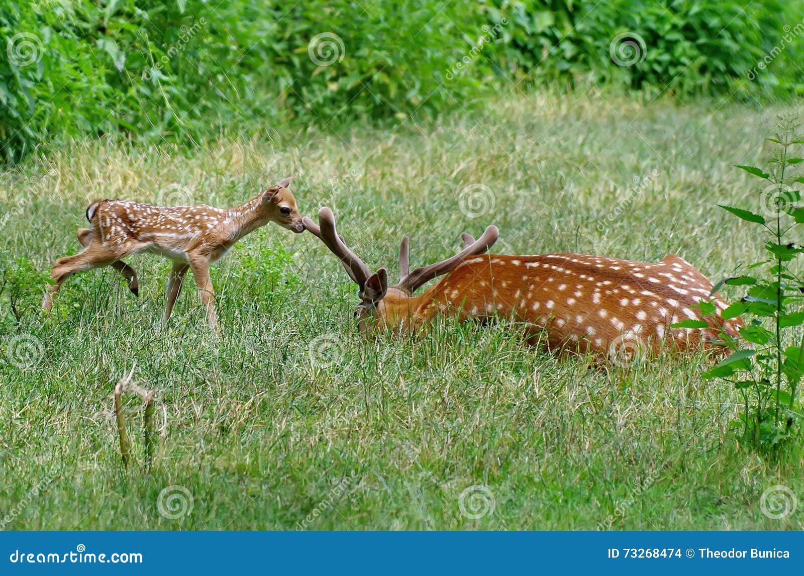wild animal. family in green grass. baby deer and his fother