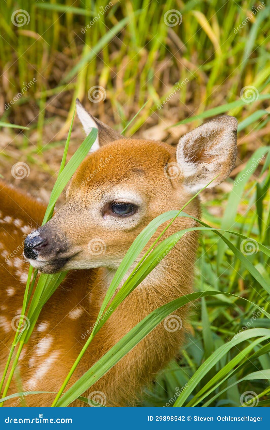Baby Deer Stock Photography Image 29898542