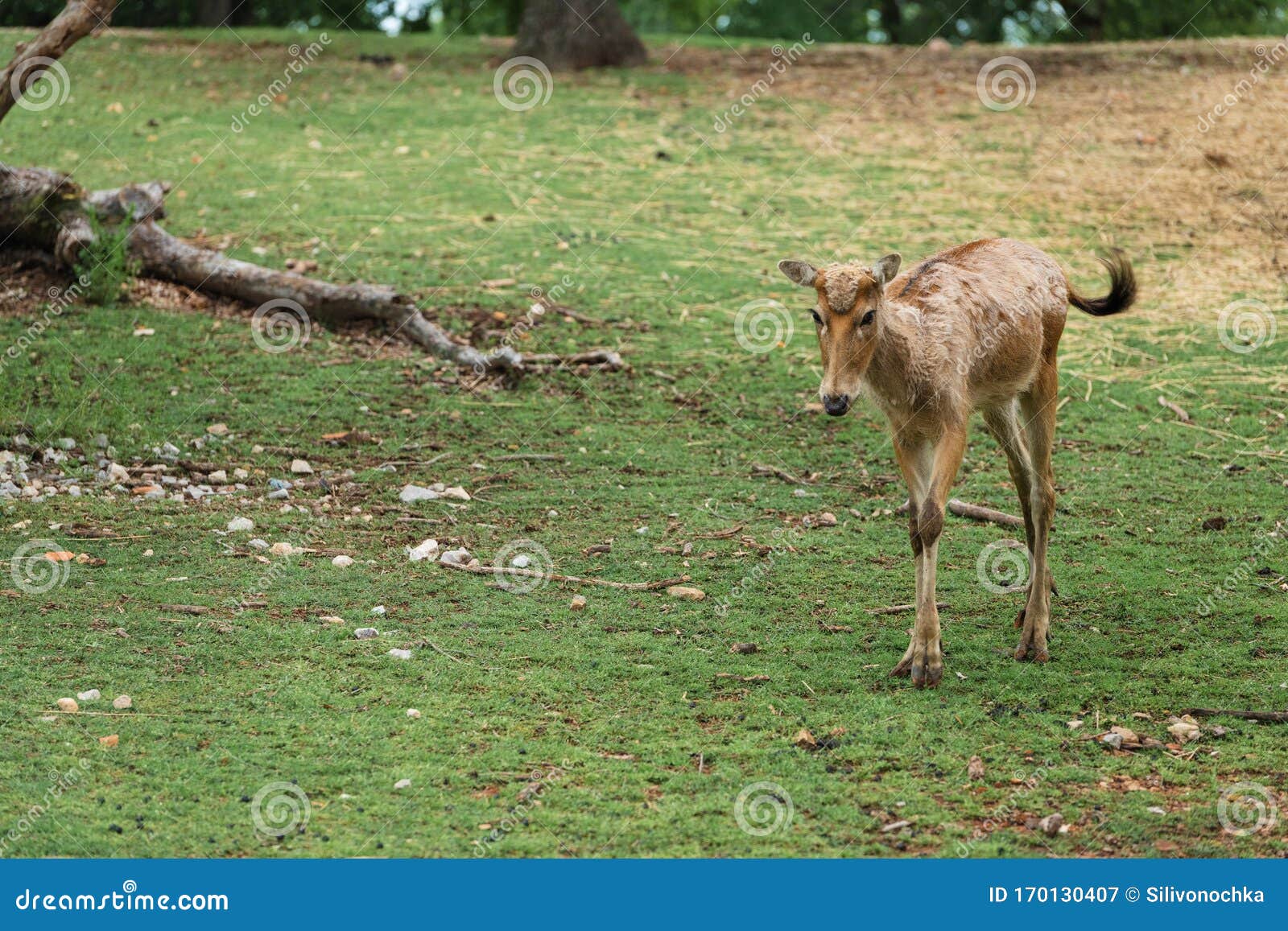 Baby deer on meadow stock image. Image of cute, nurse 170130407