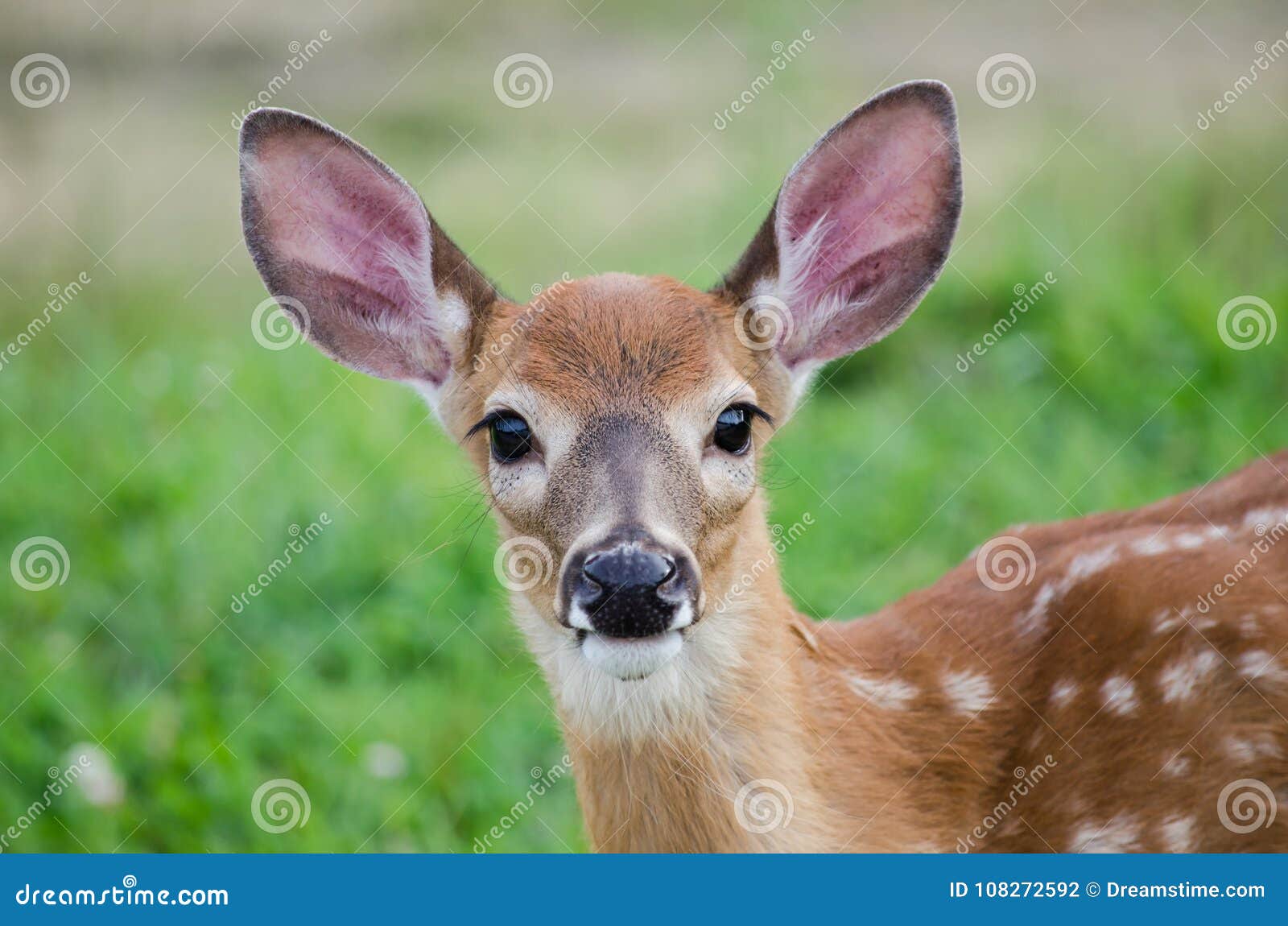 Download Baby Deer Staring Straight stock photo. Image of outdoors ...