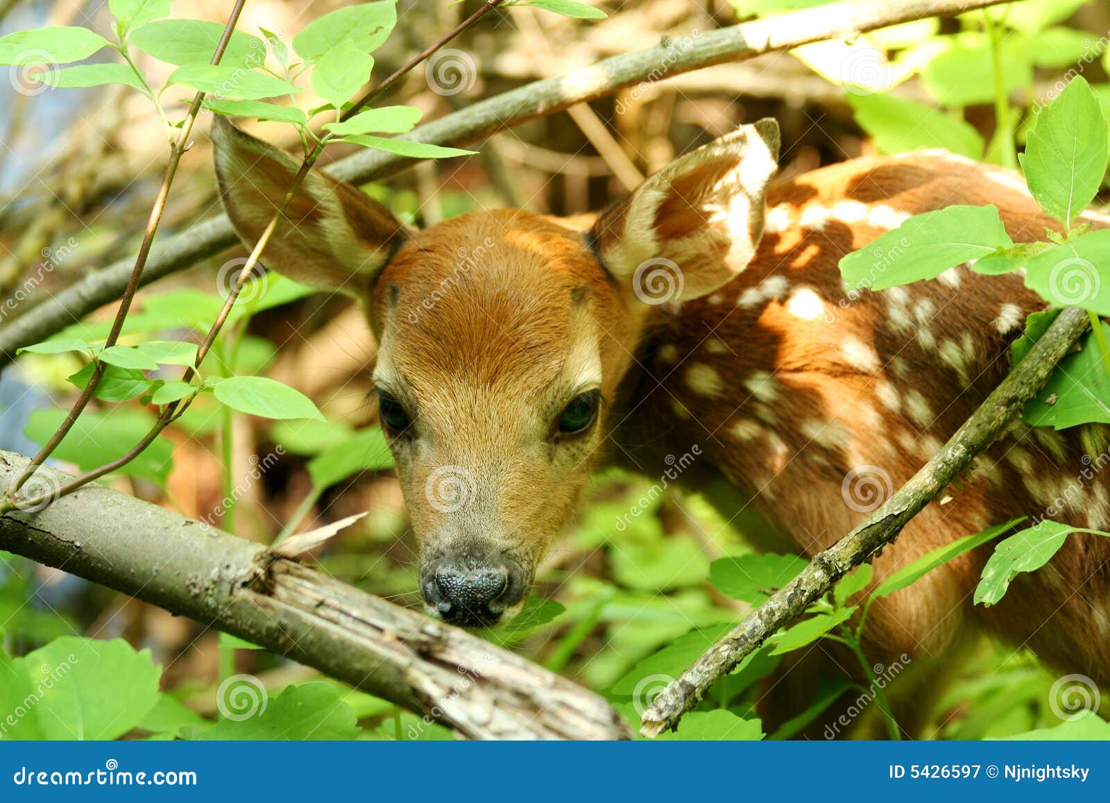 Baby Deer Walking In The Woods RoyaltyFree Stock Photography