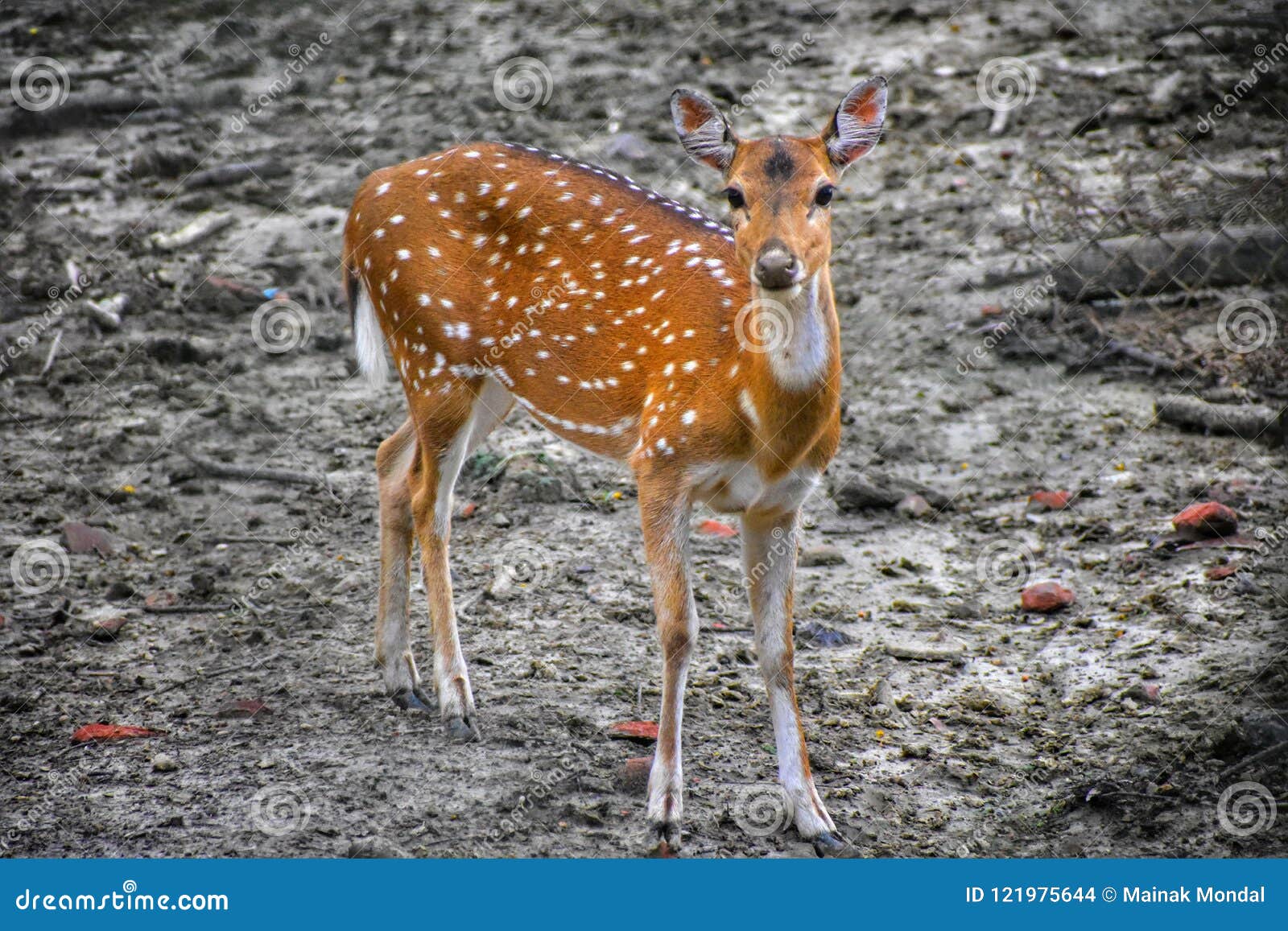 Baby Deer Wallpaper Stock Photo Image Of Cutedeer Animal 121975644