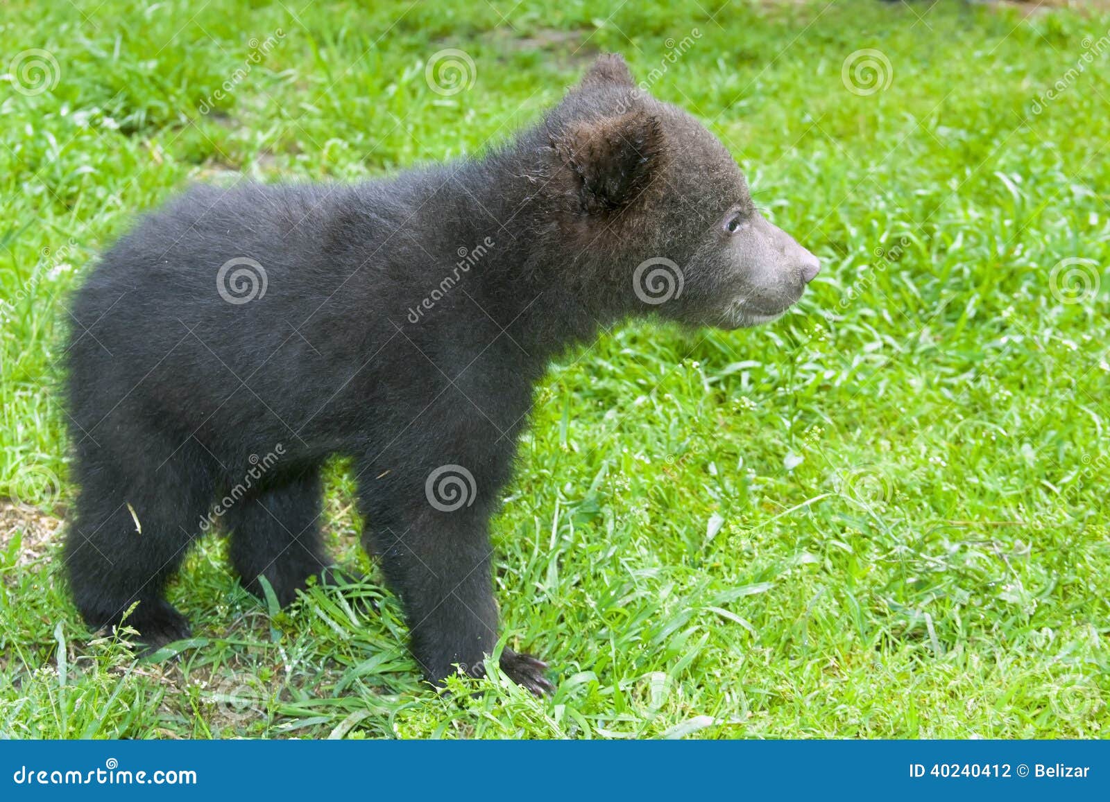 Baby Des Braunbaren Ursus Arctos Stockfoto Bild Von Braunbaren Ursus