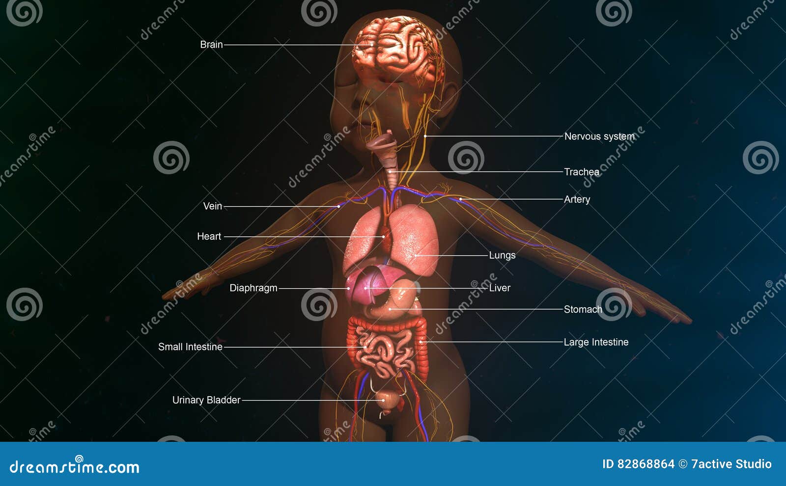 baby digestive system anatomy