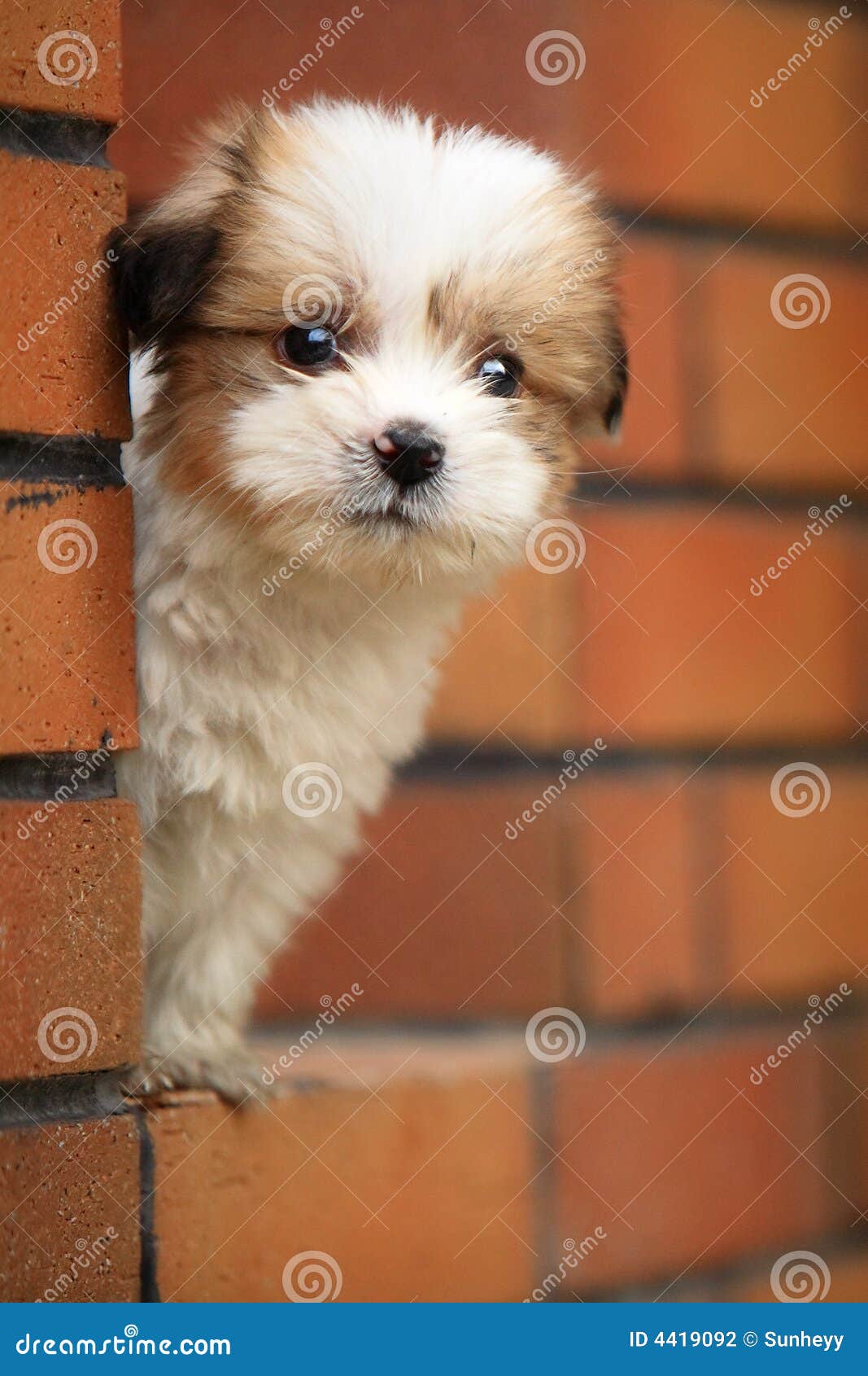 Baby dog stock photo. Image of baby, desire, life, lonely - 4419092