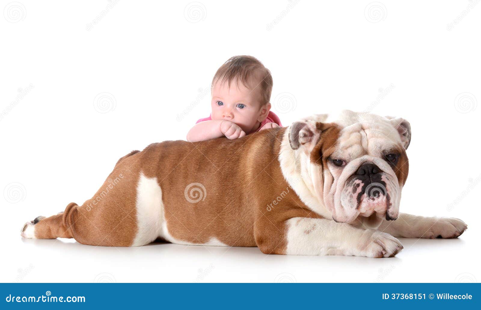 baby bulldog english