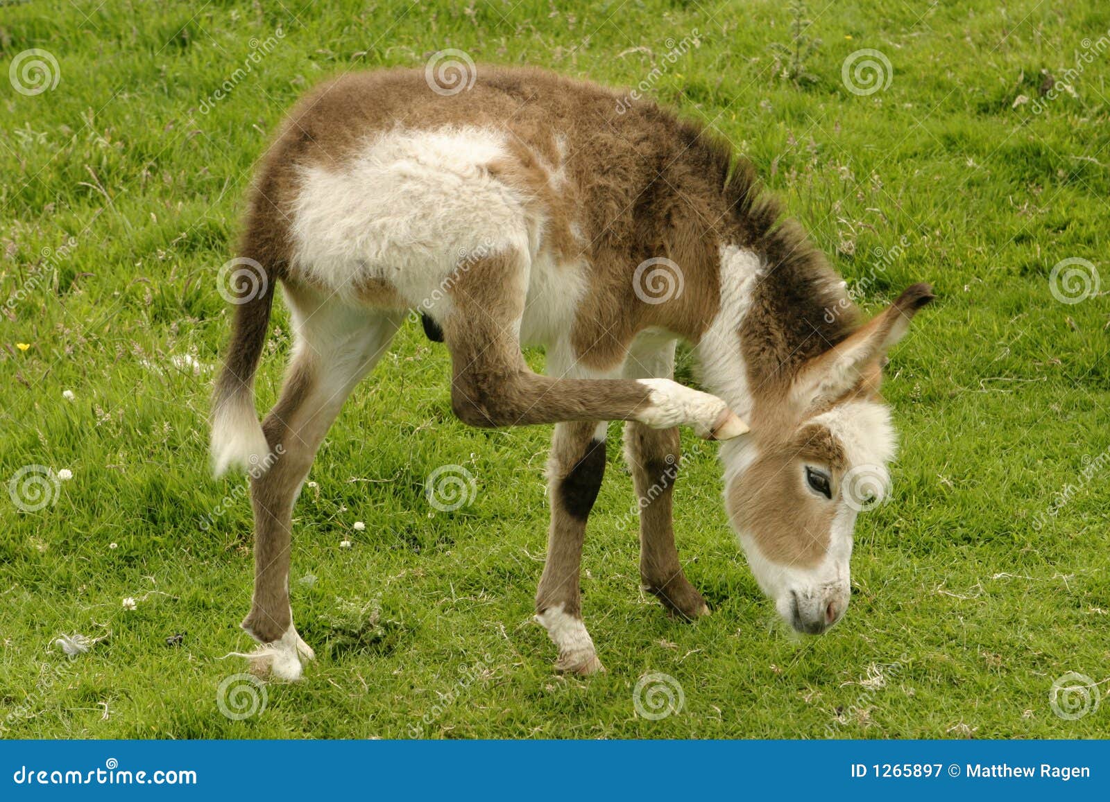 Baby Donkey In The New Forest Hampshire RoyaltyFree Stock Photography