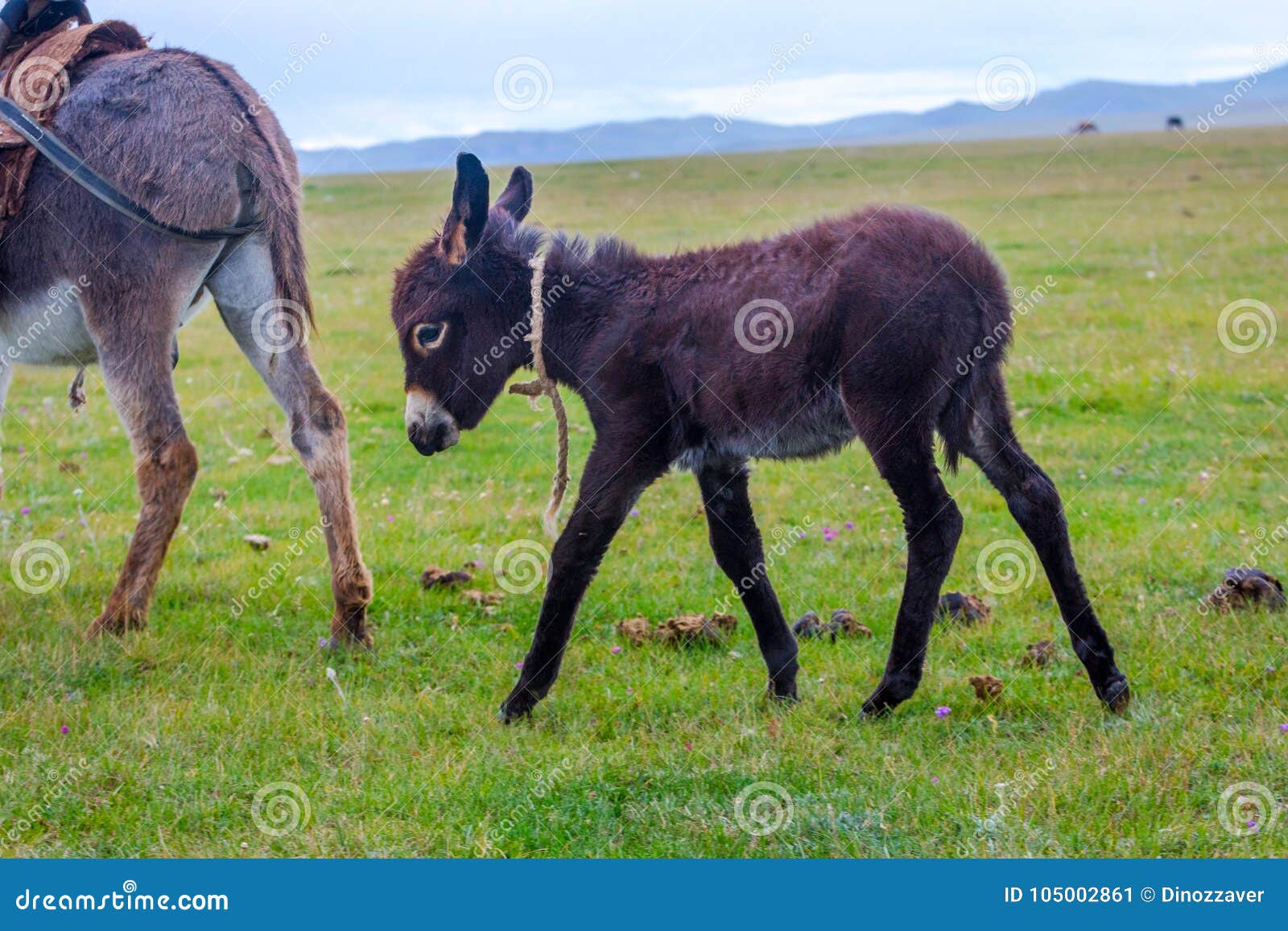 Baby Donkey Following Mama Donkey Stock Image - Image of countryside ...