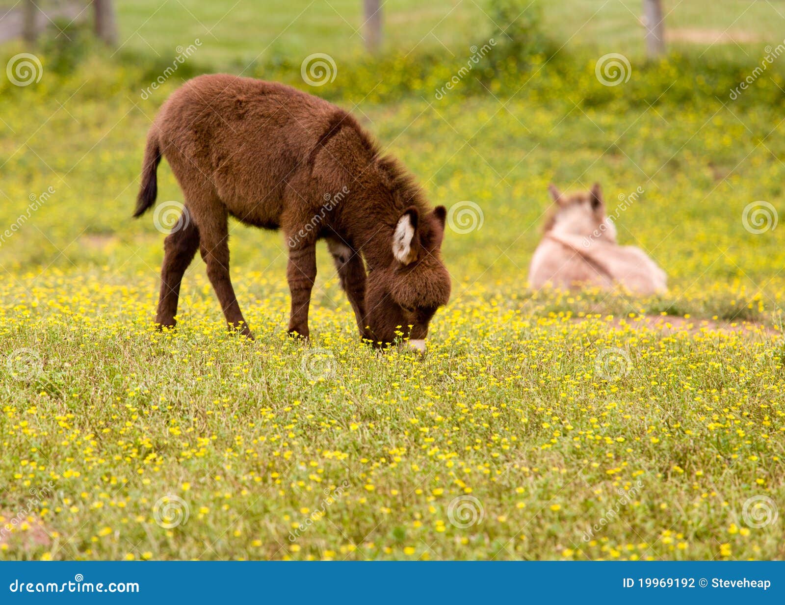 Baby Donkey in Meadow Eating Flowers Stock Photo Image of calf