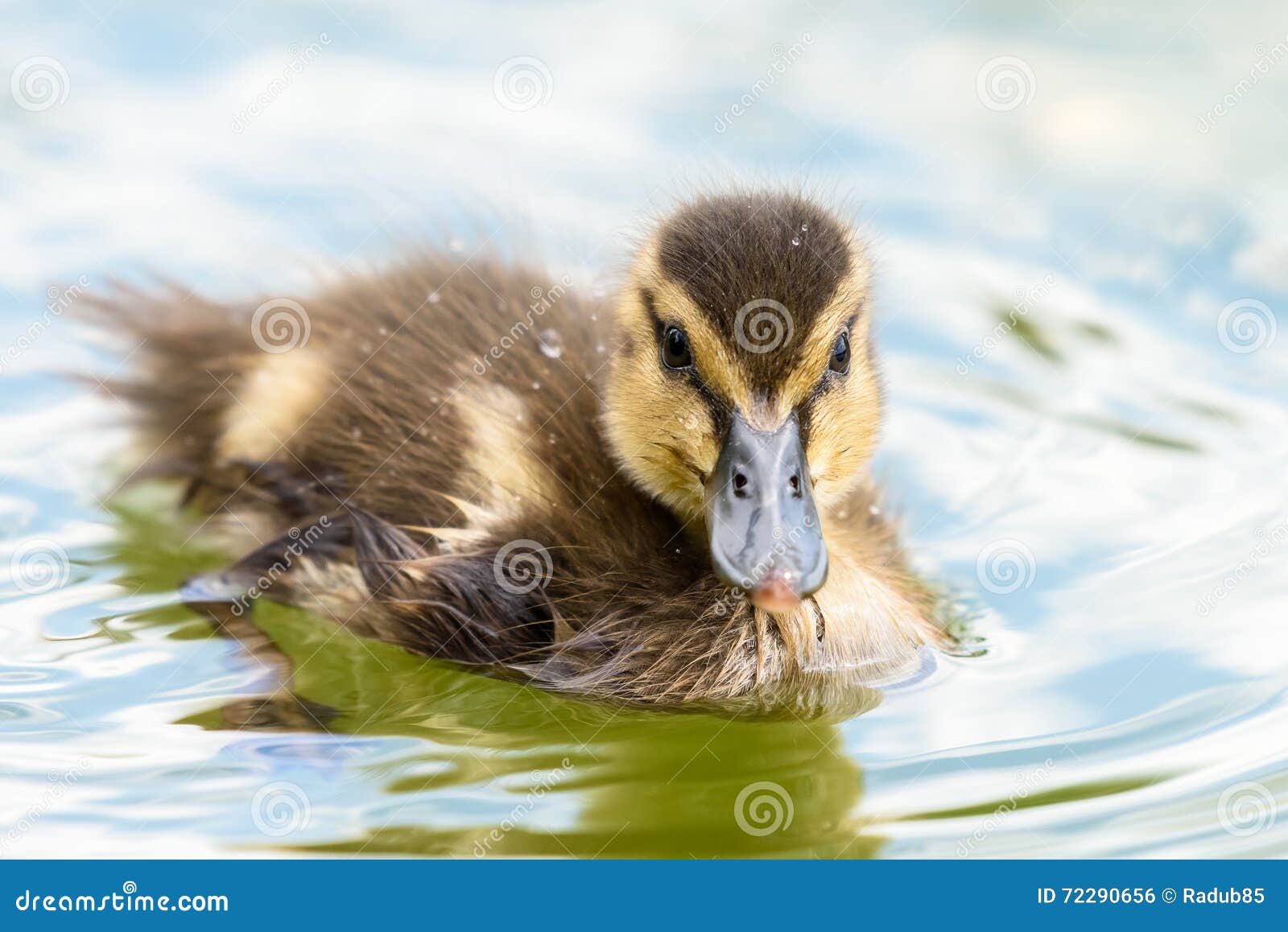 Baby Duck Bird stock photo. Image of small, bird, beautiful 72290656