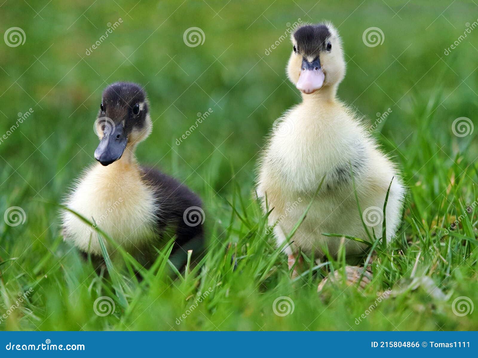 baby duck in greem grass, nature