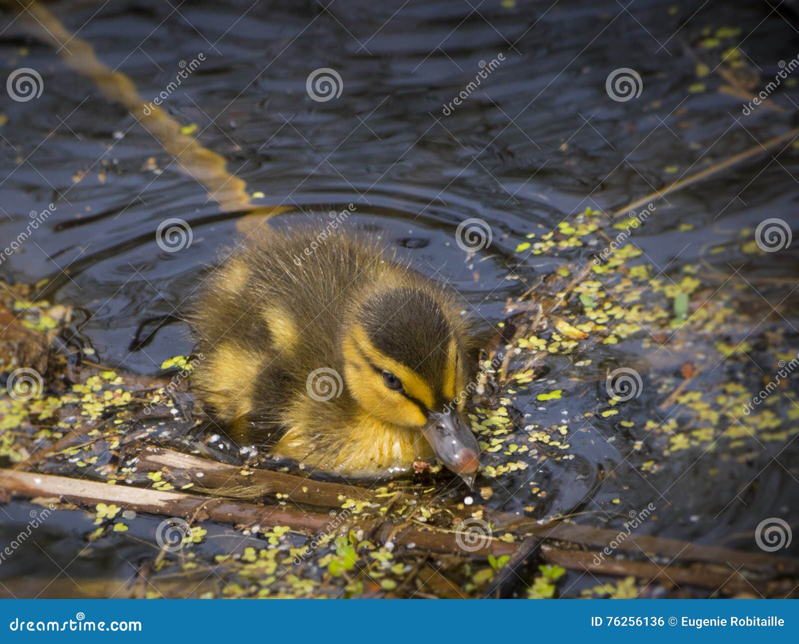 Baby duck swiming in water stock photo. Image of water 76256136