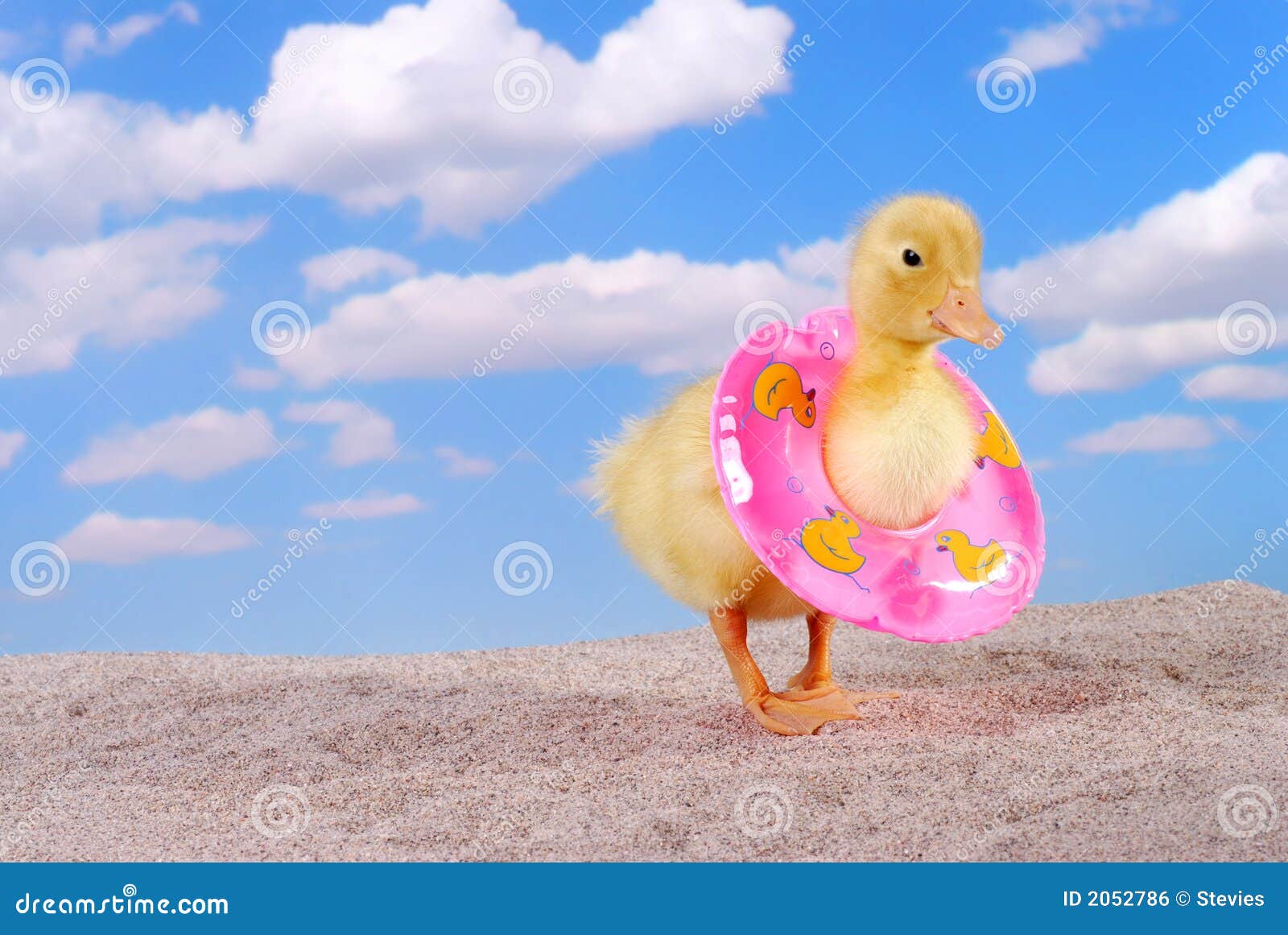 Baby Duck Walking on the Beach Stock Photo Image of preserver, duck