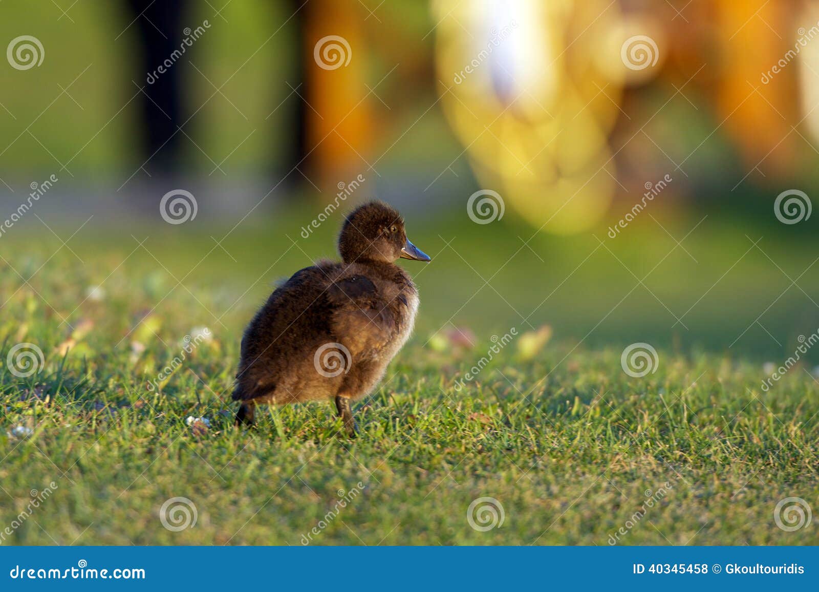 Baby duck walking in grass stock photo. Image of flowers 40345458