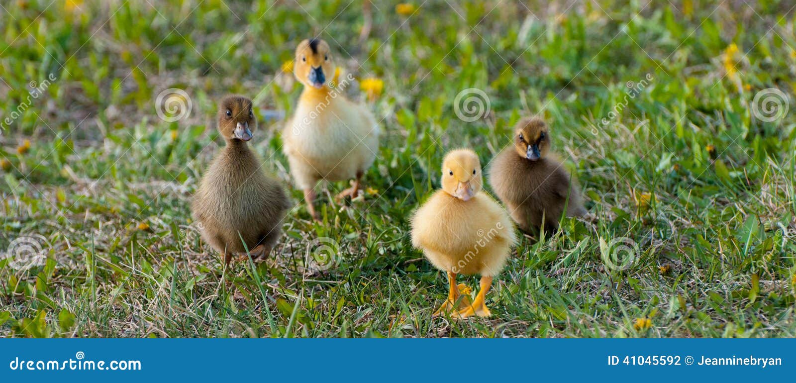Baby Ducks stock photo. Image of cute, yellow, outside 41045592
