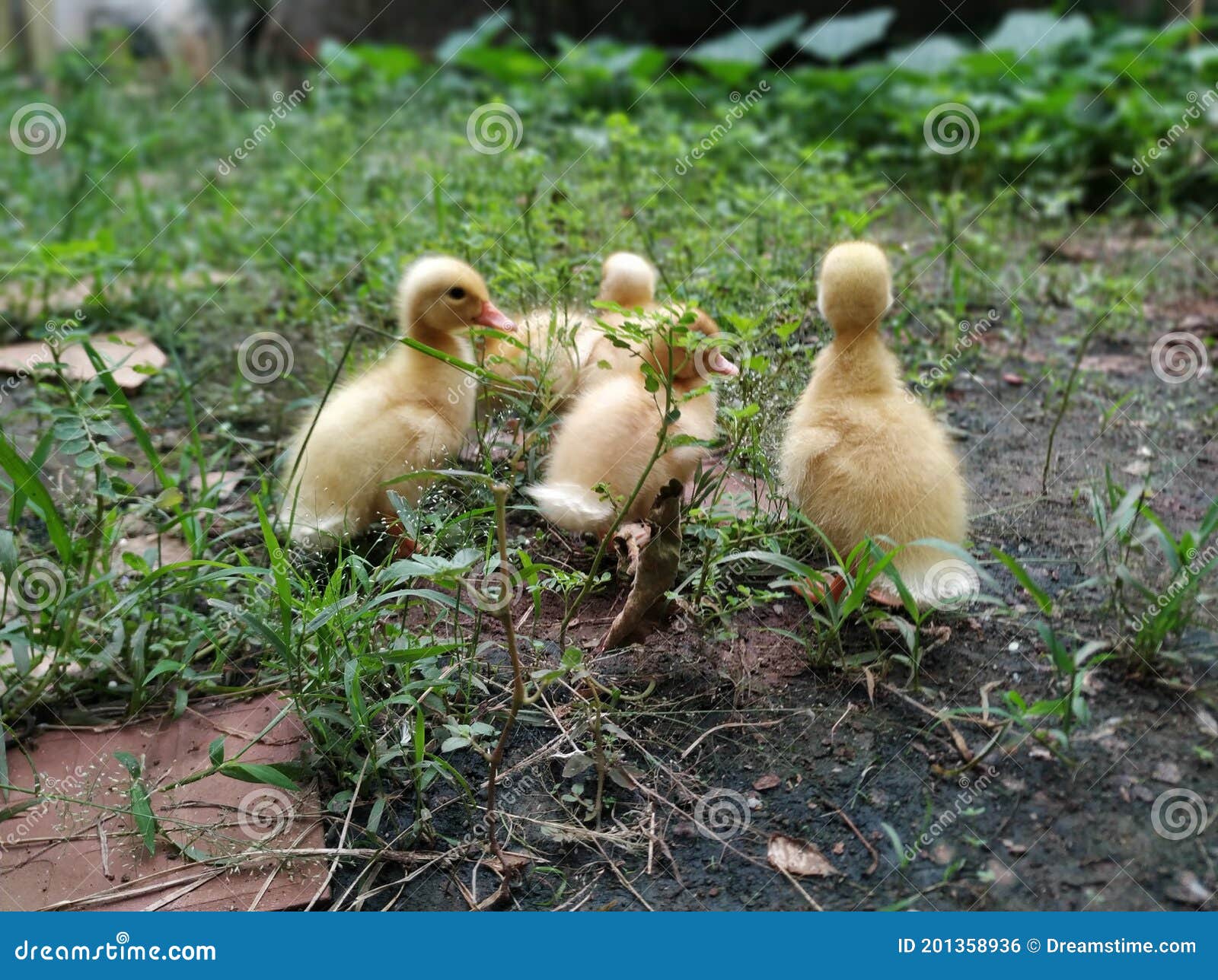 Baby Ducks Walking in Group Stock Photo Image of water, plant 201358936