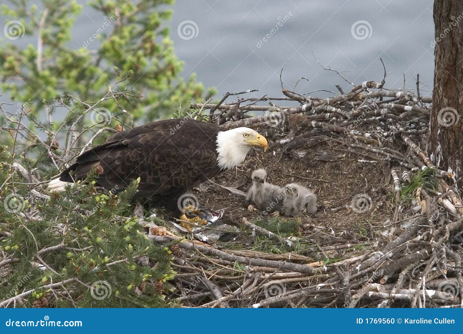 Baby Eagles Stock Photos - Free & Royalty-Free Stock Photos from Dreamstime