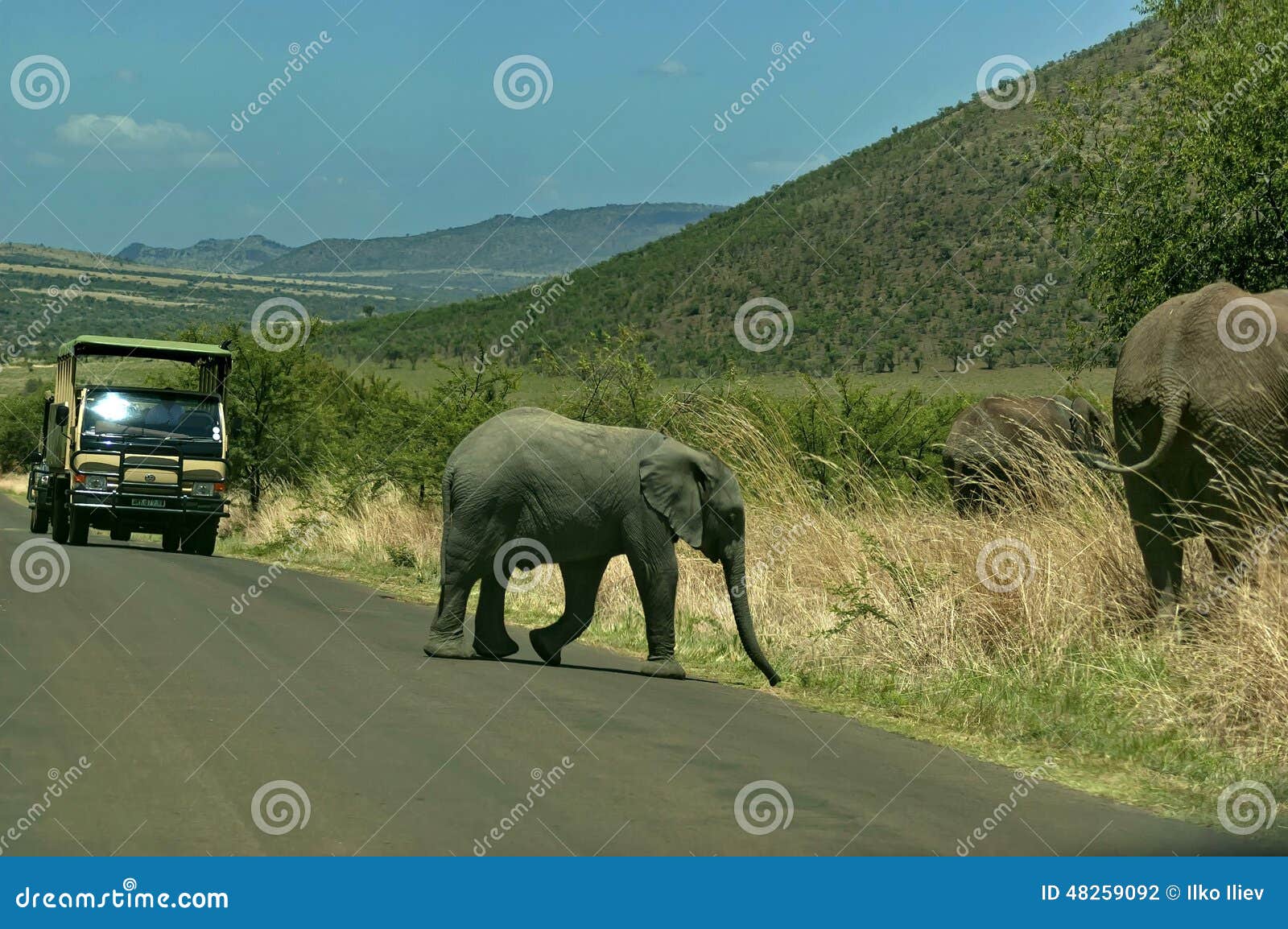 Baby elephant cut off the road in Pilanesberg National Park