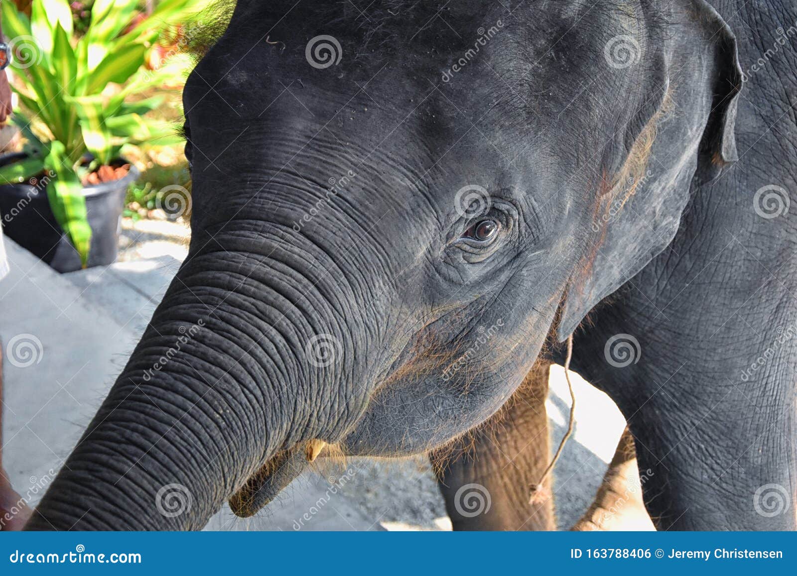 baby elephant, elephas maximus, rescued, healing to be reintroduced into the wild, close up view in protected park, herbivorous an