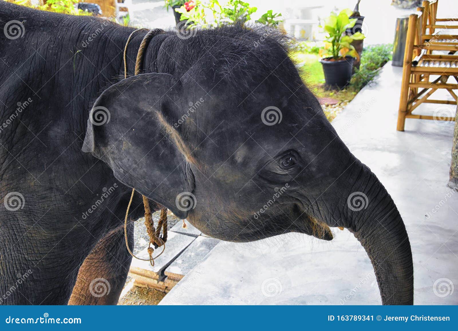 baby elephant, elephas maximus, rescued, healing to be reintroduced into the wild, close up view in protected park, herbivorous an