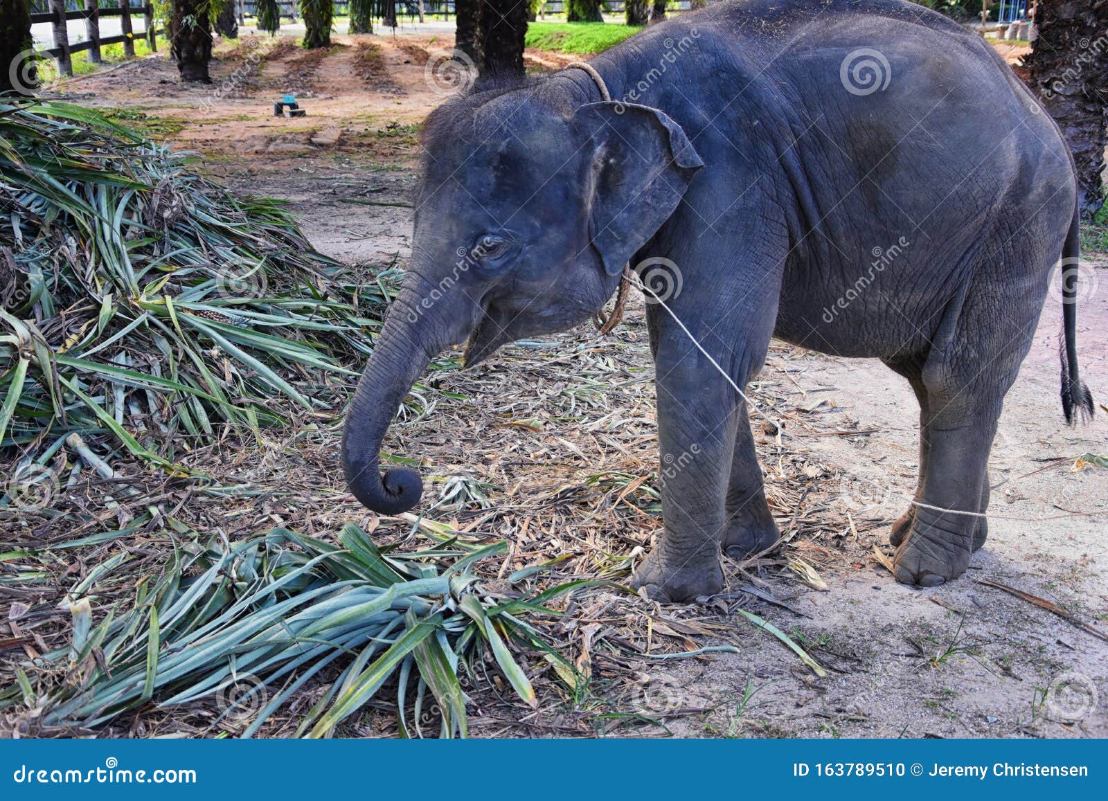 baby elephant, elephas maximus, rescued, healing to be reintroduced into the wild, close up view in protected park, herbivorous an