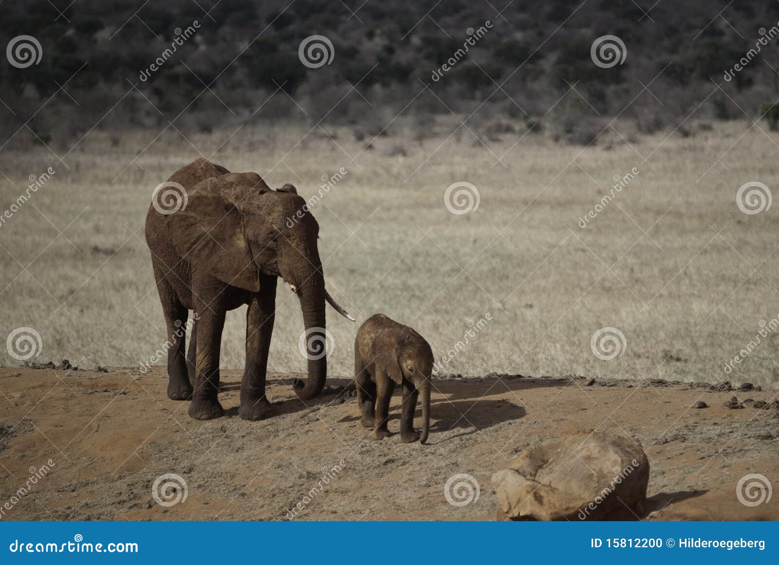 Baby elephant with parent stock photo. Image of family 15812200