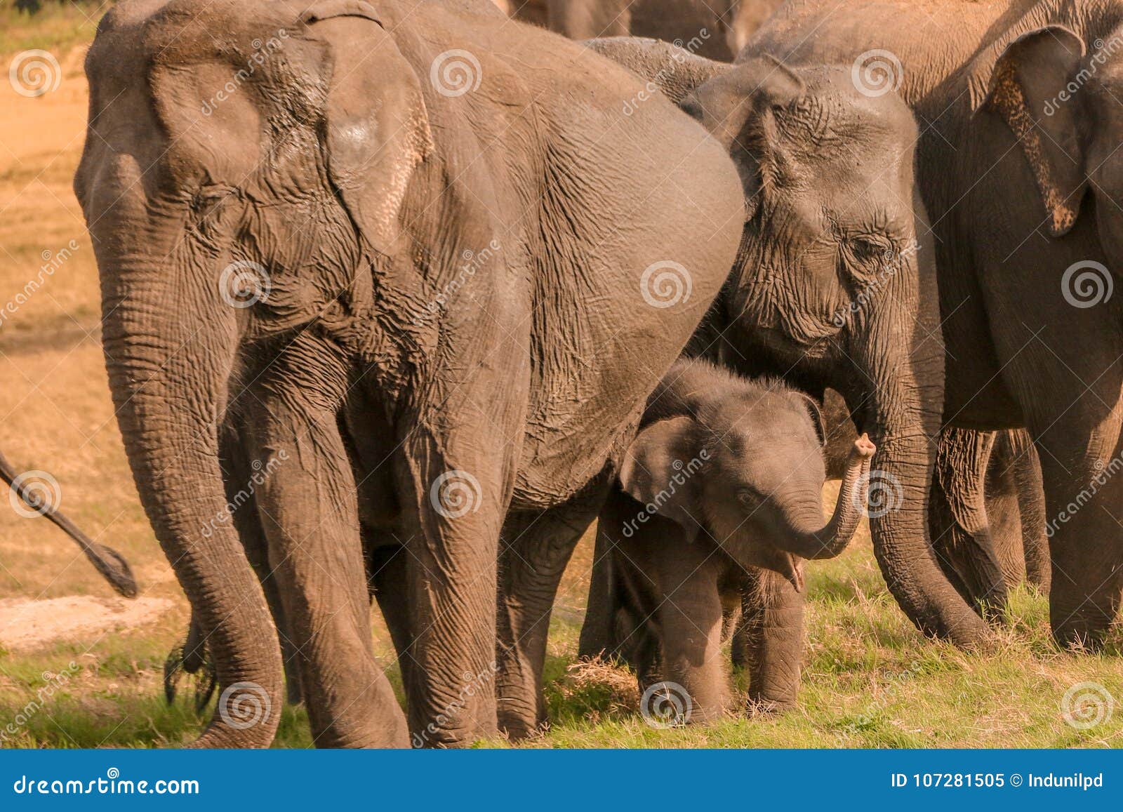 Baby elephant with parents stock image. Image of beautiful 107281505