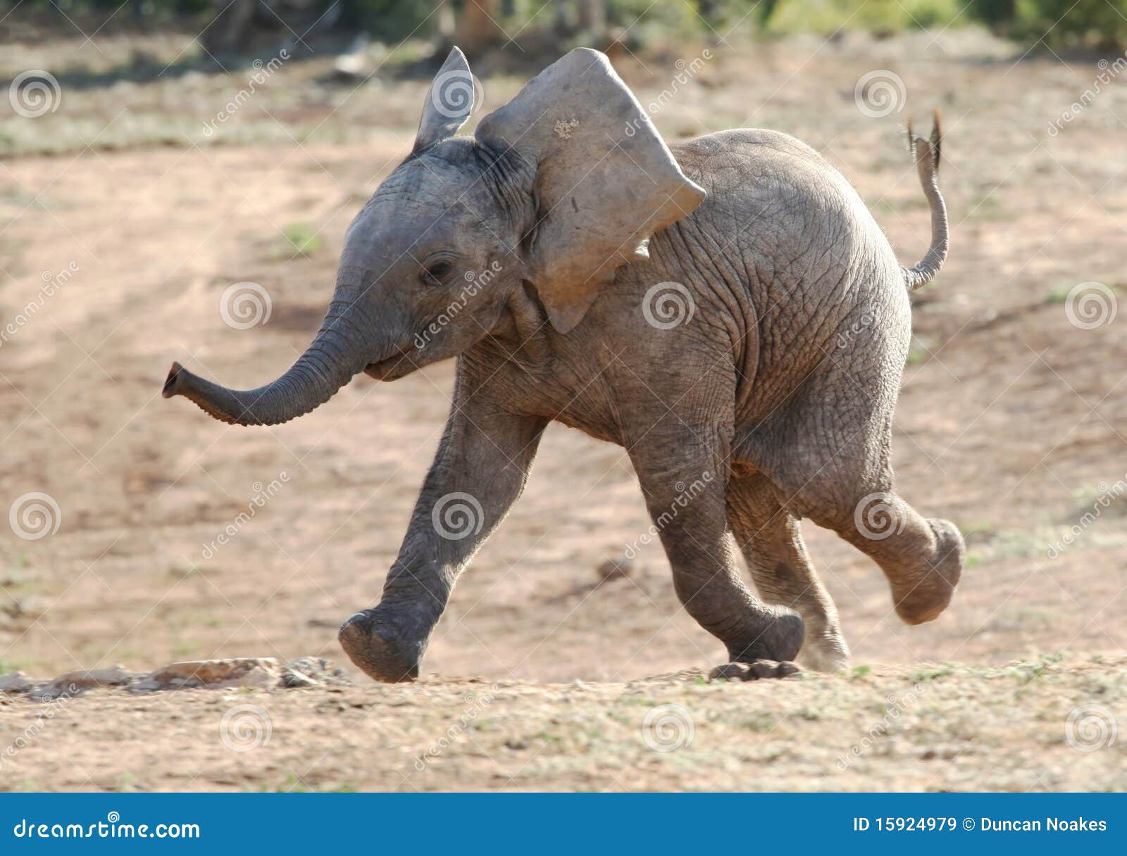 baby elephant running